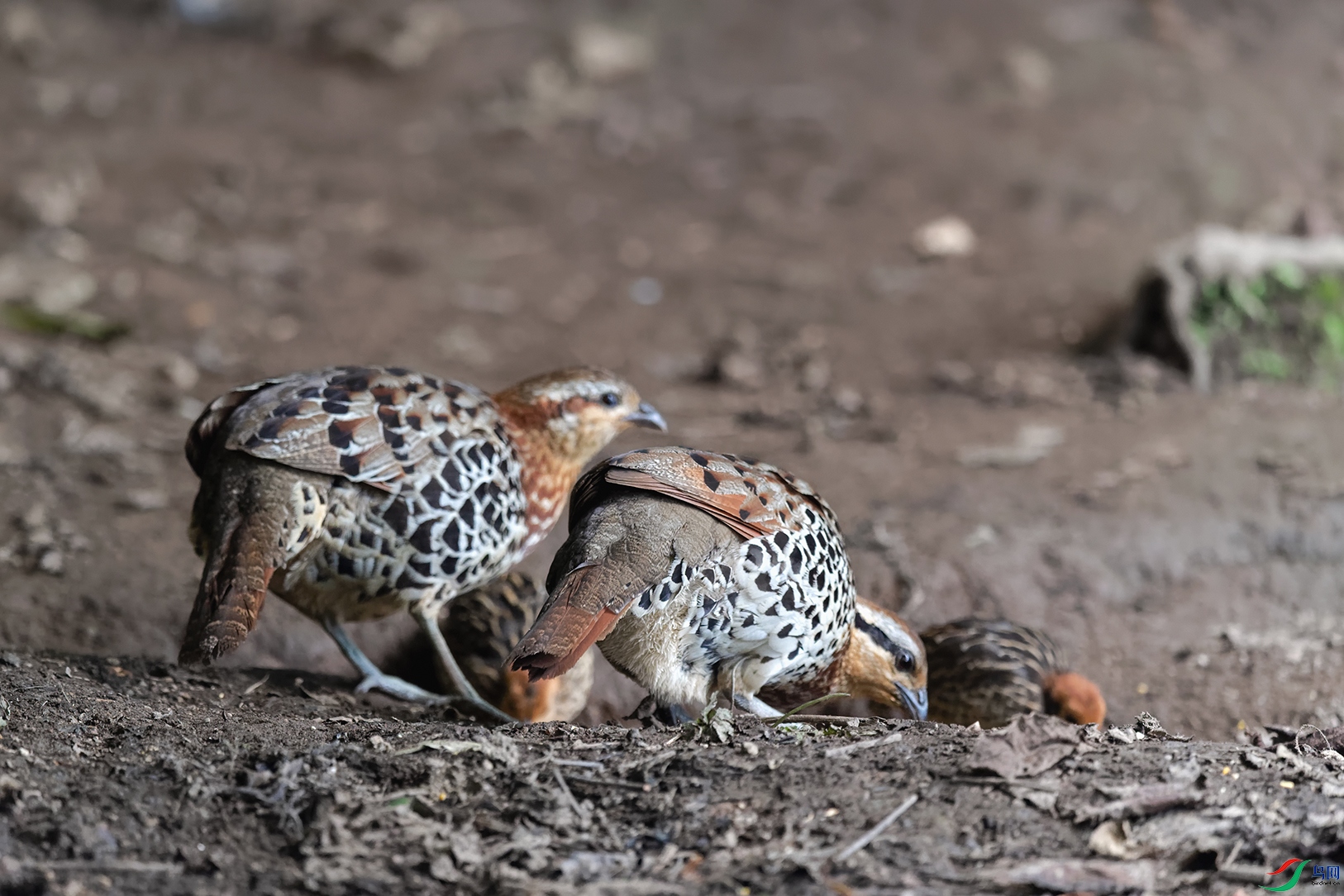 DSC_1123_DxOa.jpg