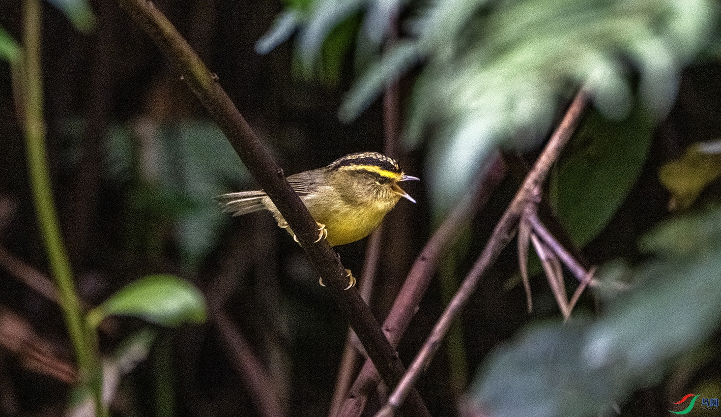 DSC_5250 (1) ����.jpg