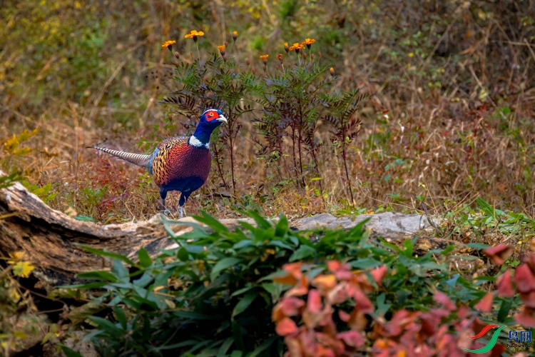 _X7A9839 ����-2 ����.jpg