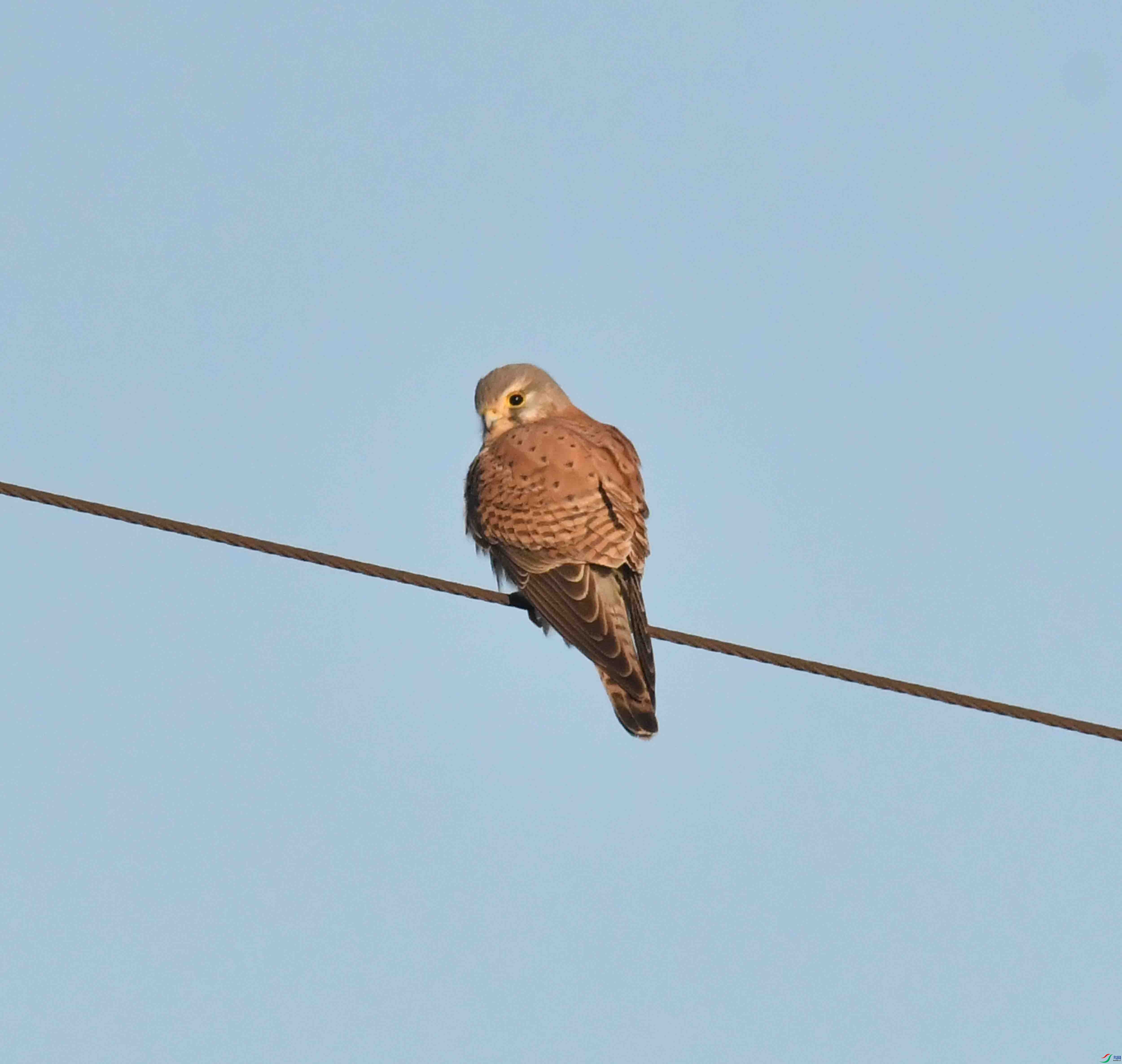 DSC_4136.JPG