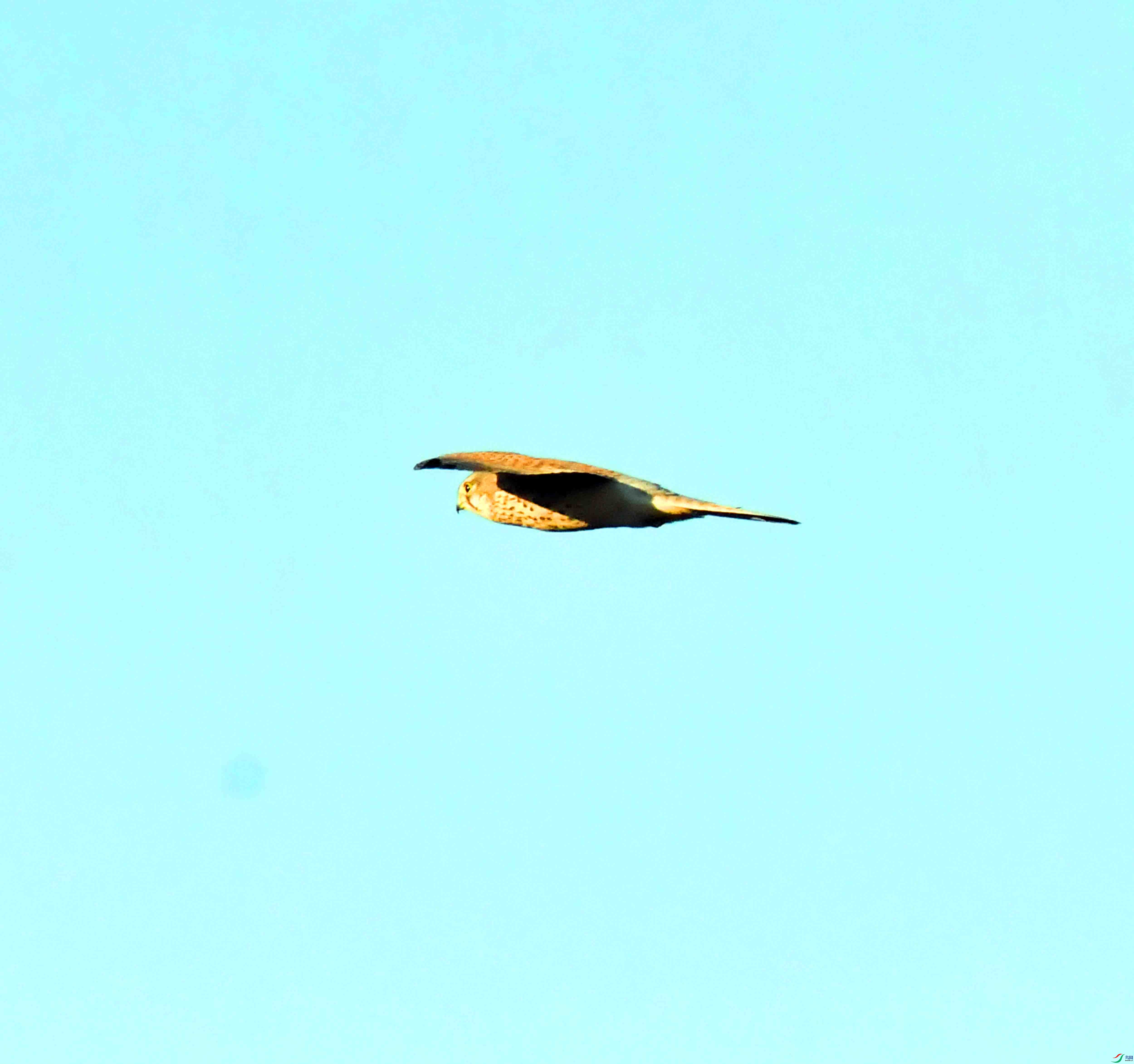 DSC_4153.JPG