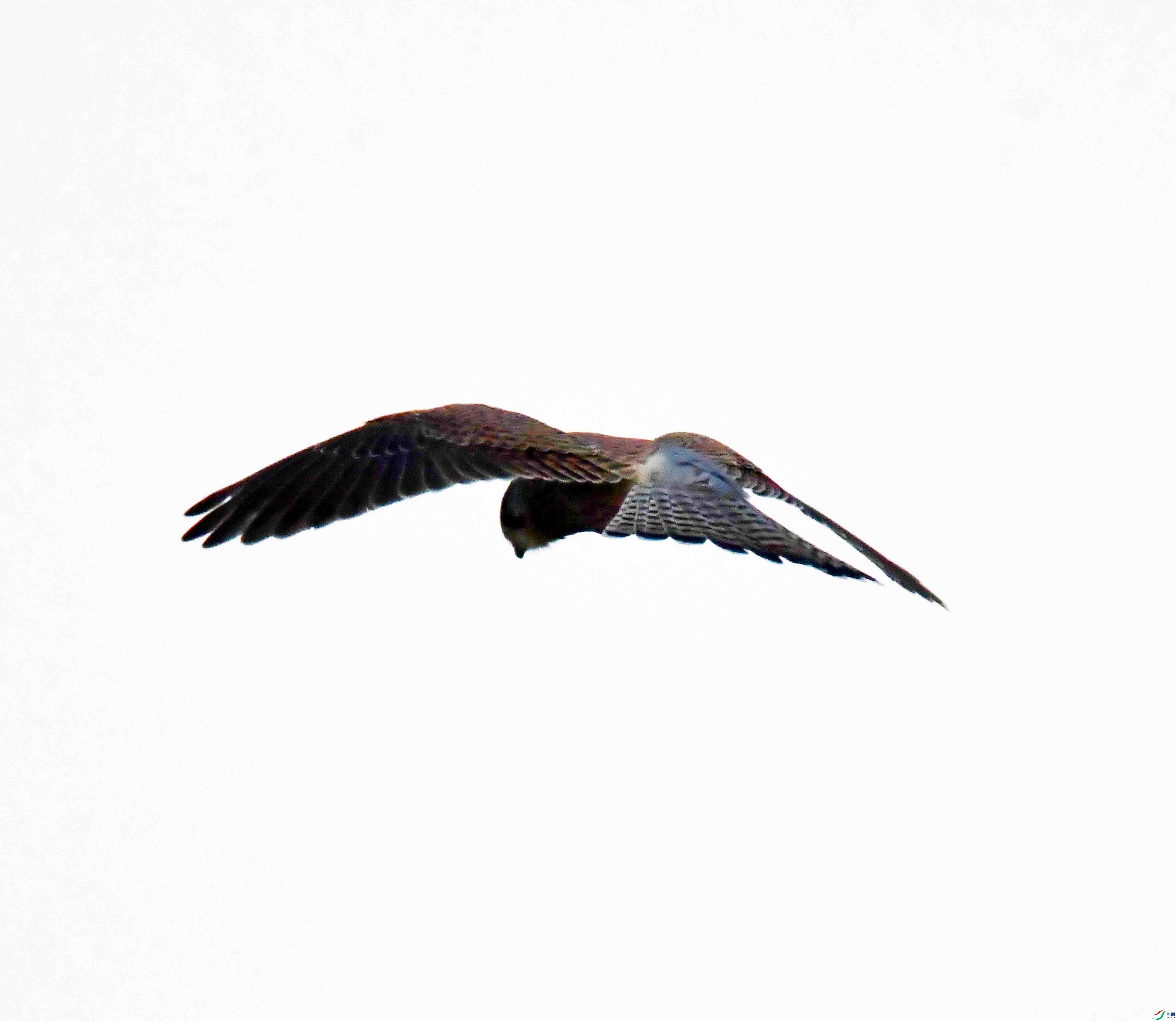 DSC_7581.JPG