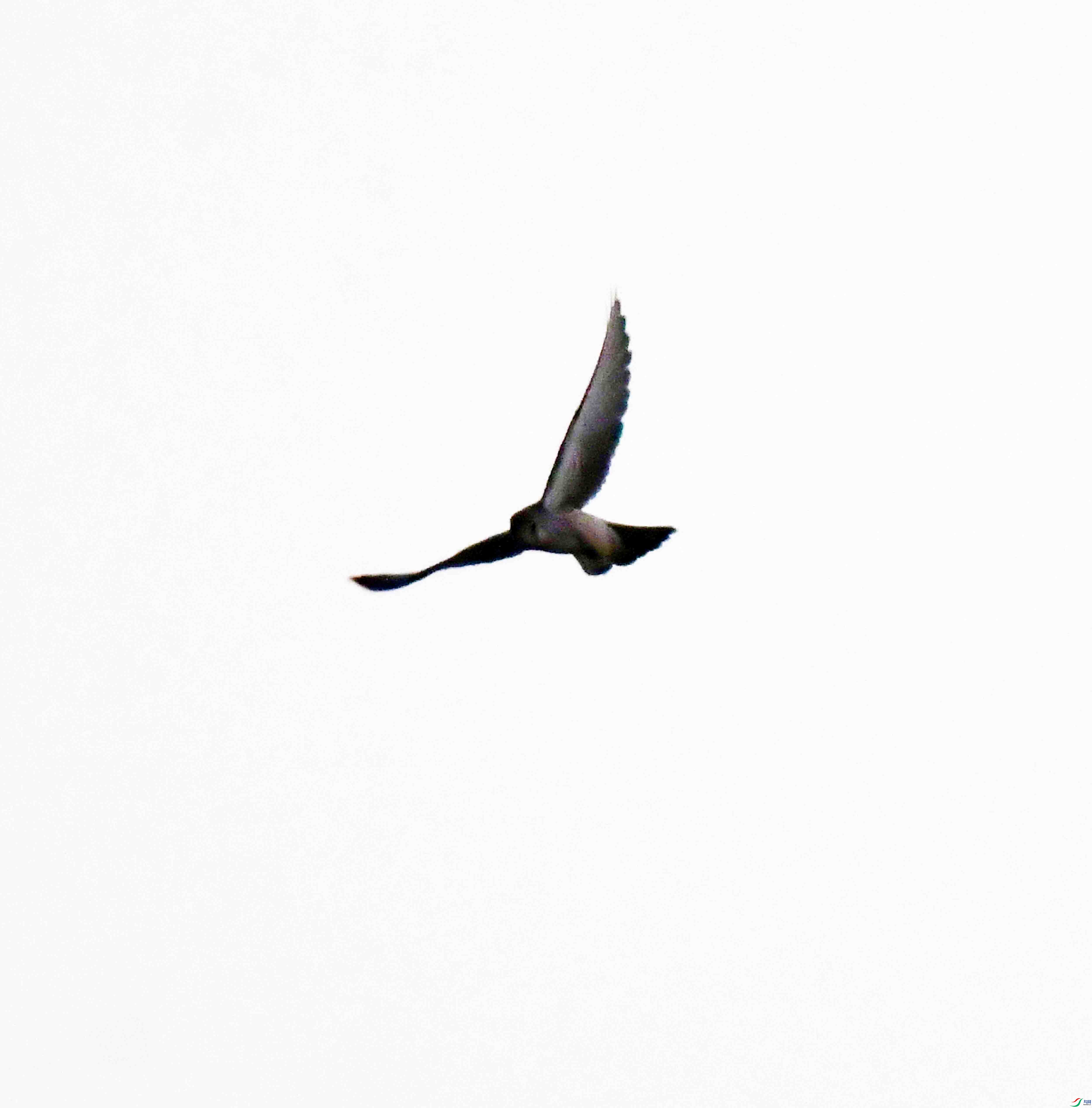 DSC_7499.JPG