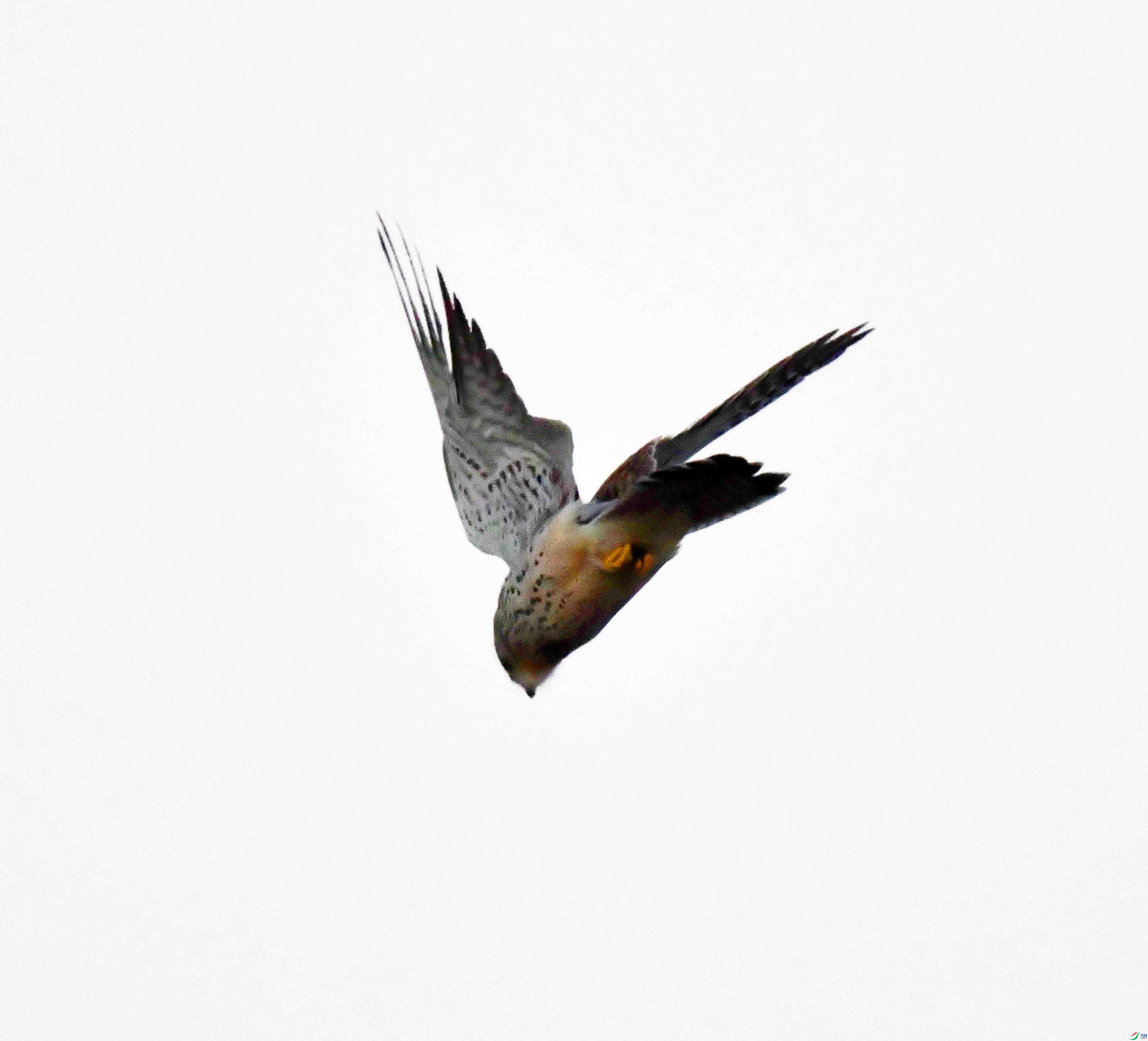 DSC_7584.JPG