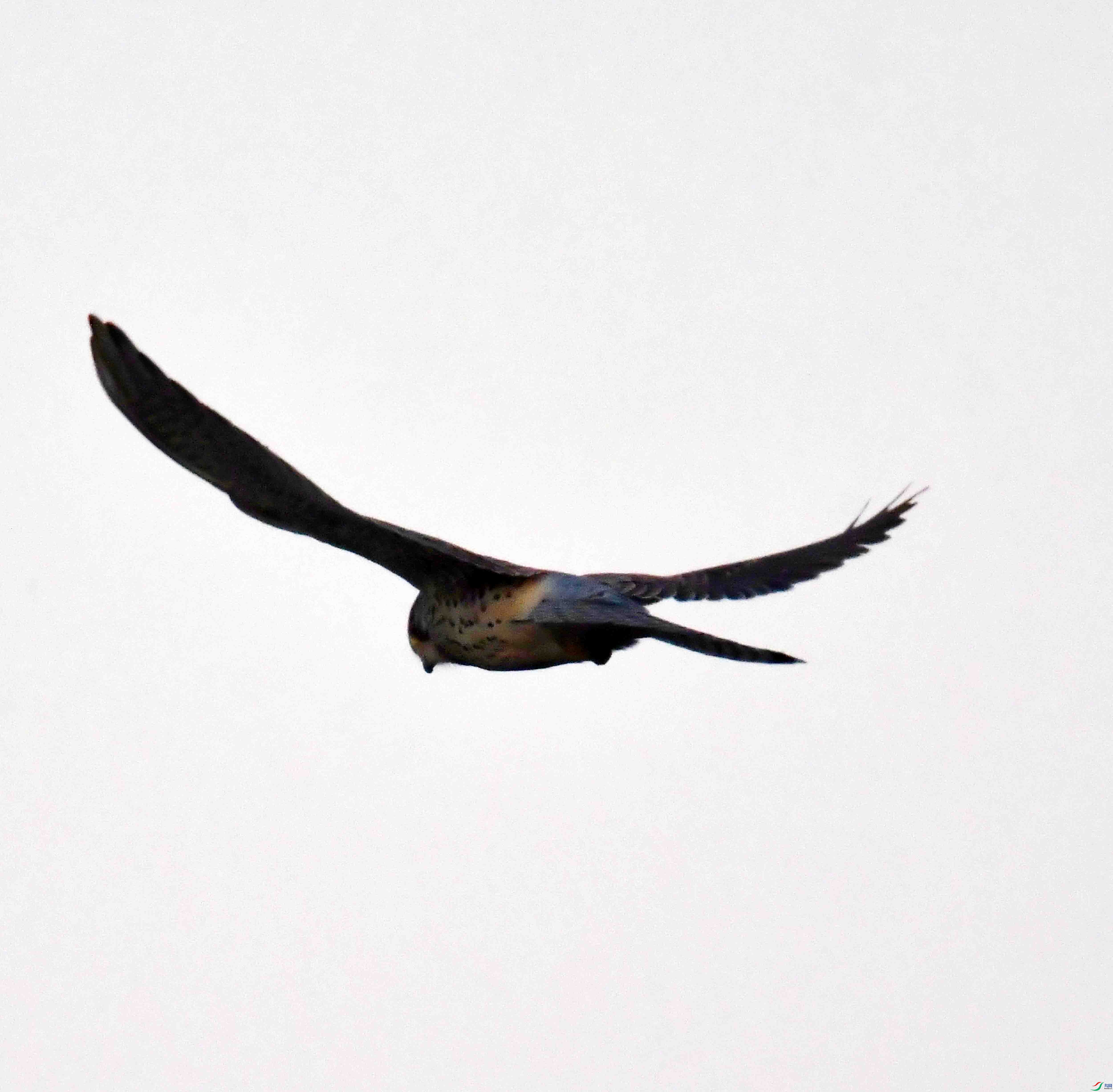 DSC_7583.JPG