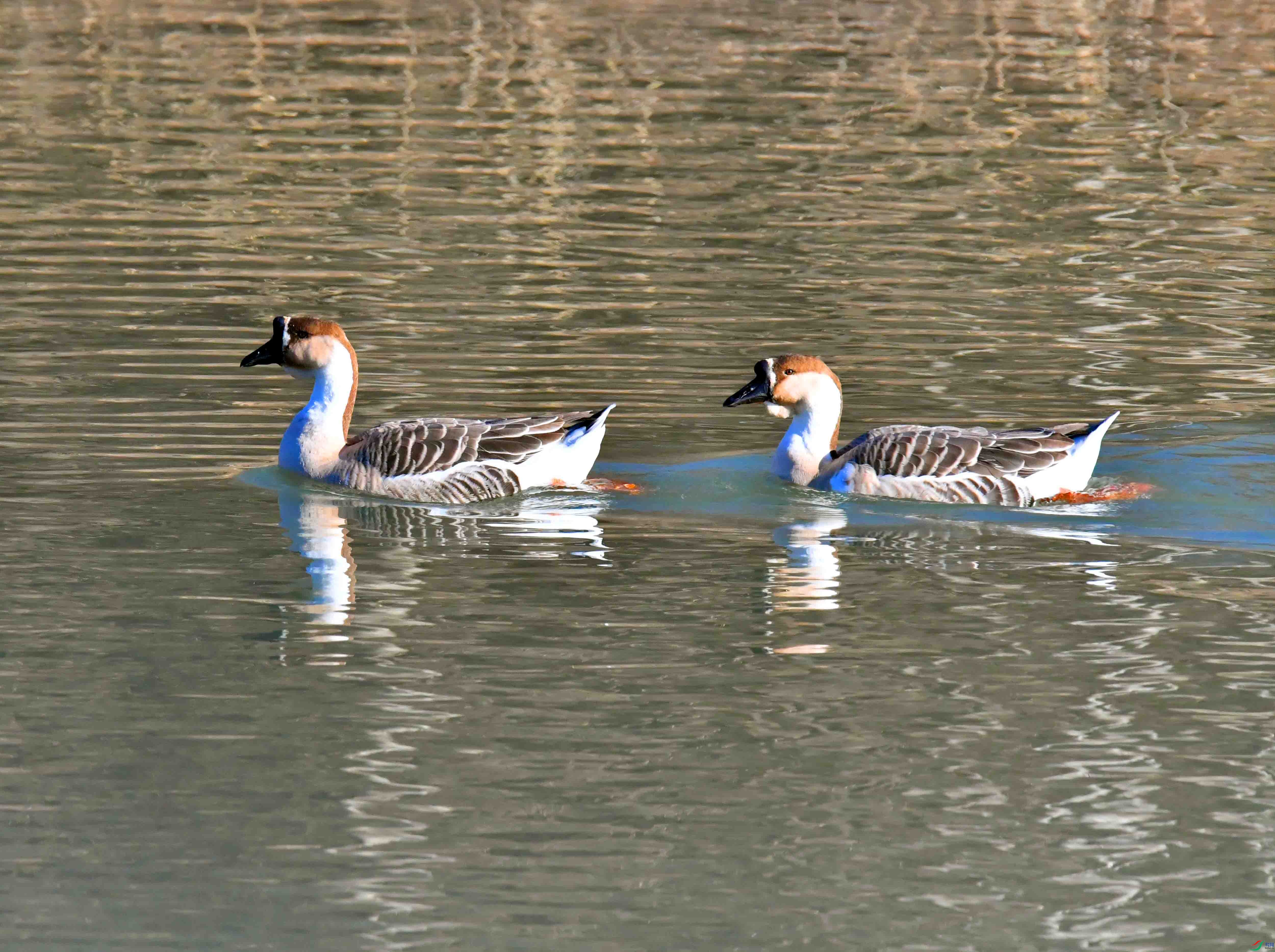 DSC_1553.JPG