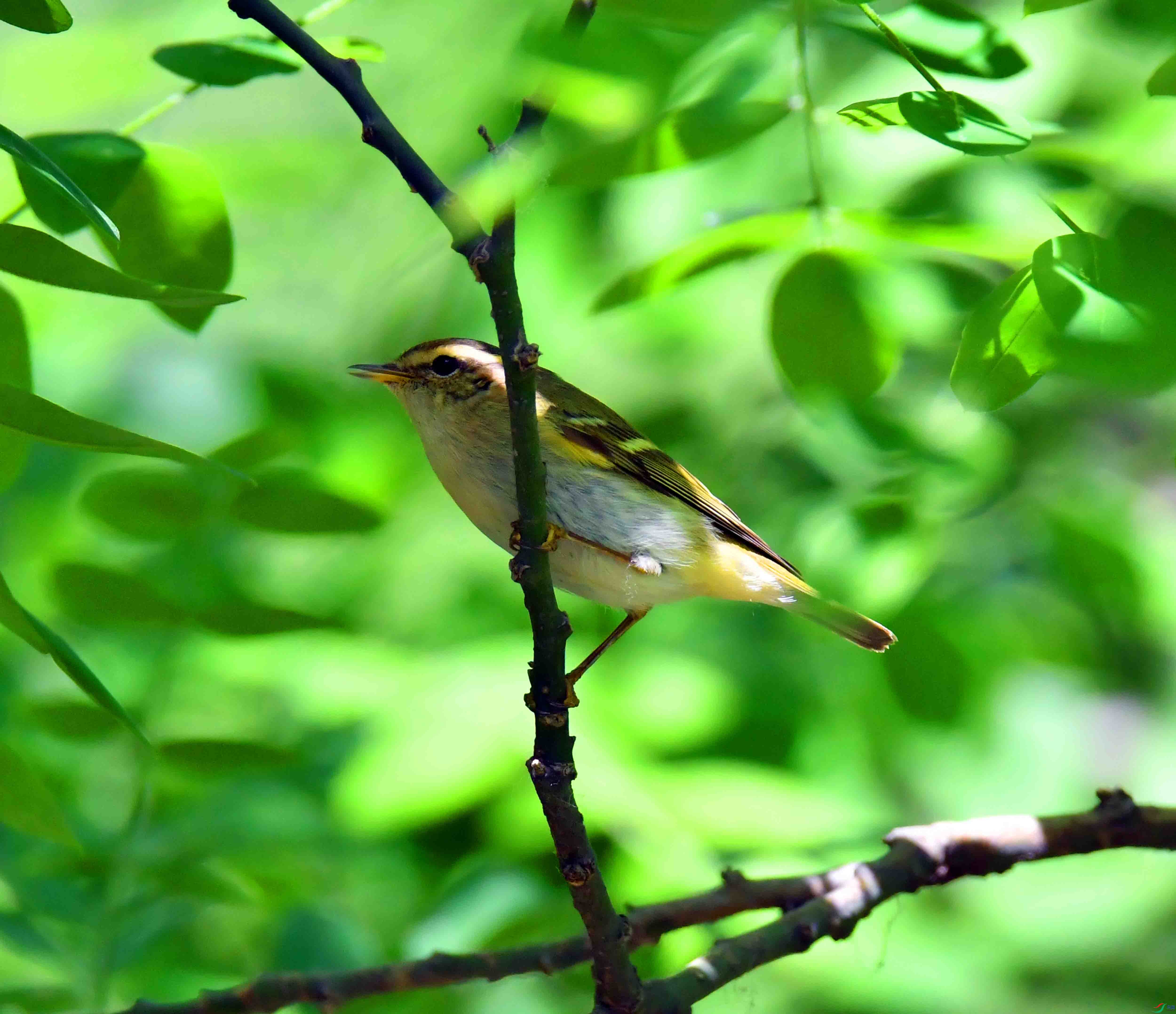 DSC_0459.JPG