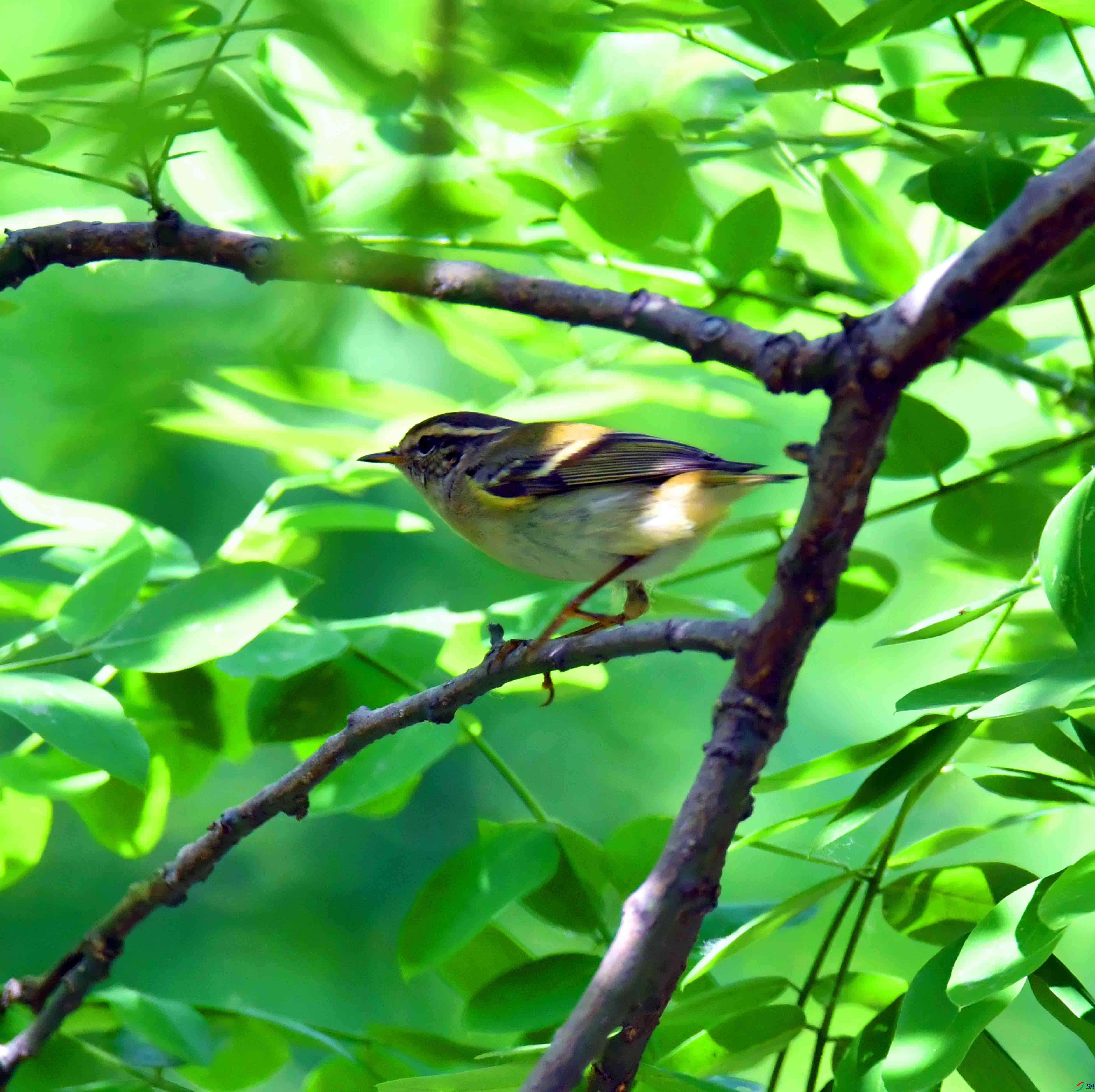 DSC_0484.JPG