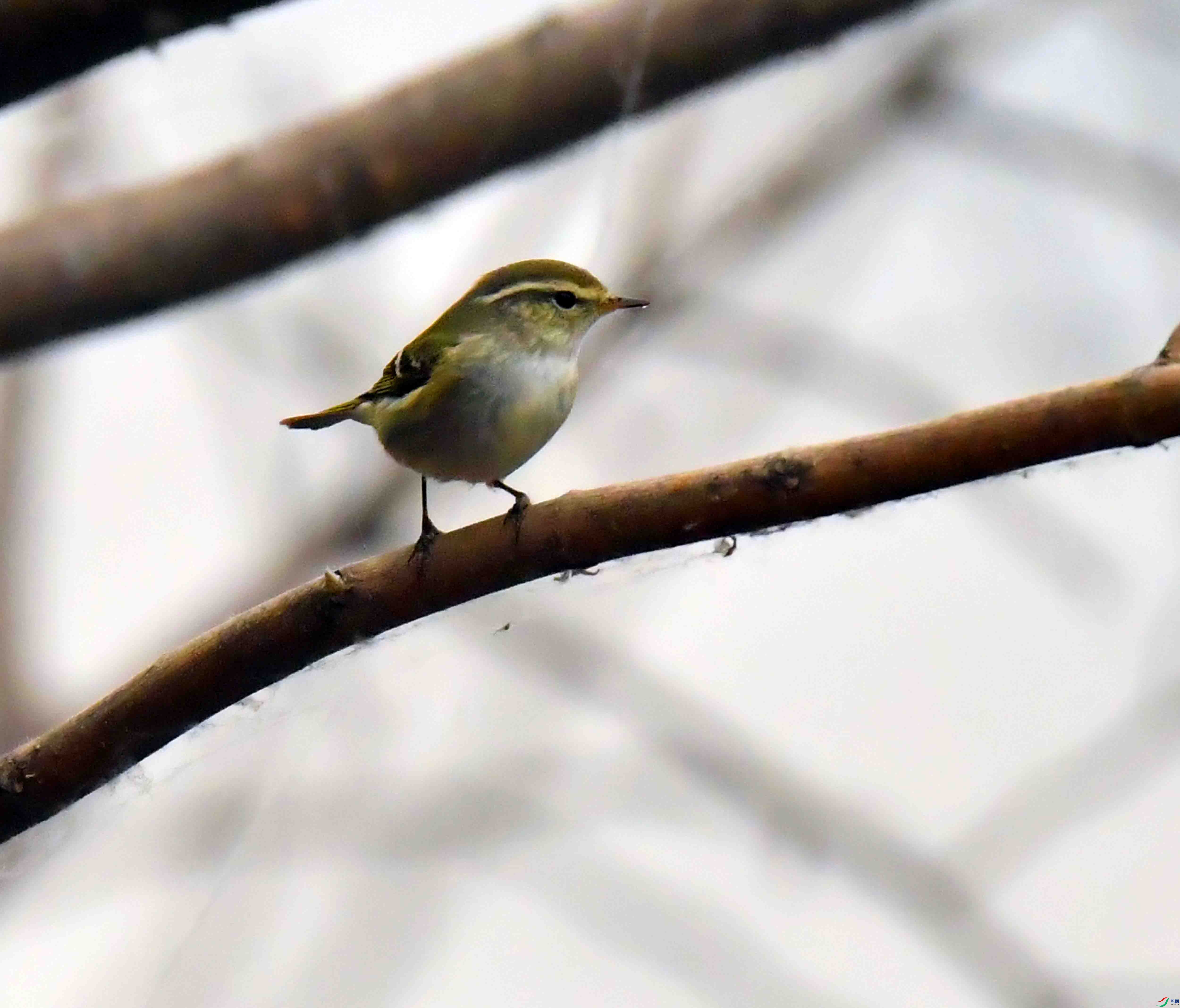 DSC_7124.JPG
