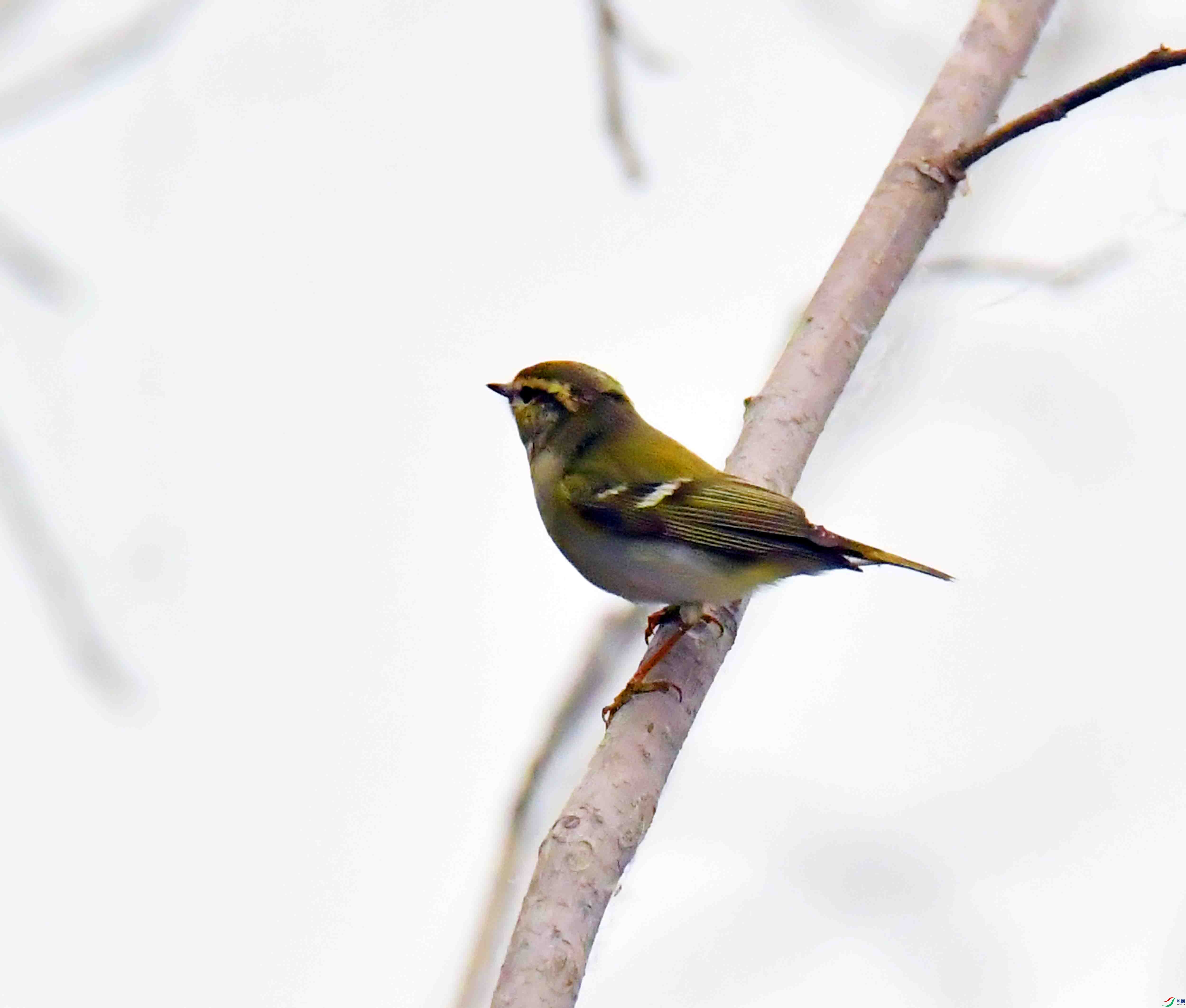 DSC_7096.JPG
