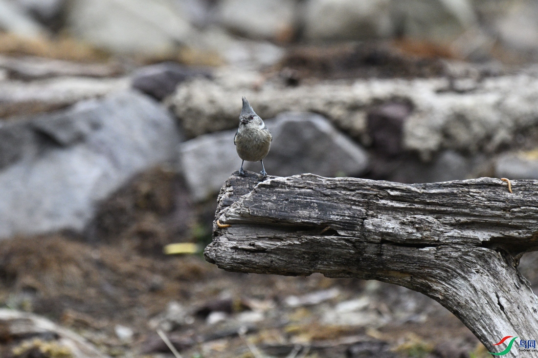 DSC_9748.JPG