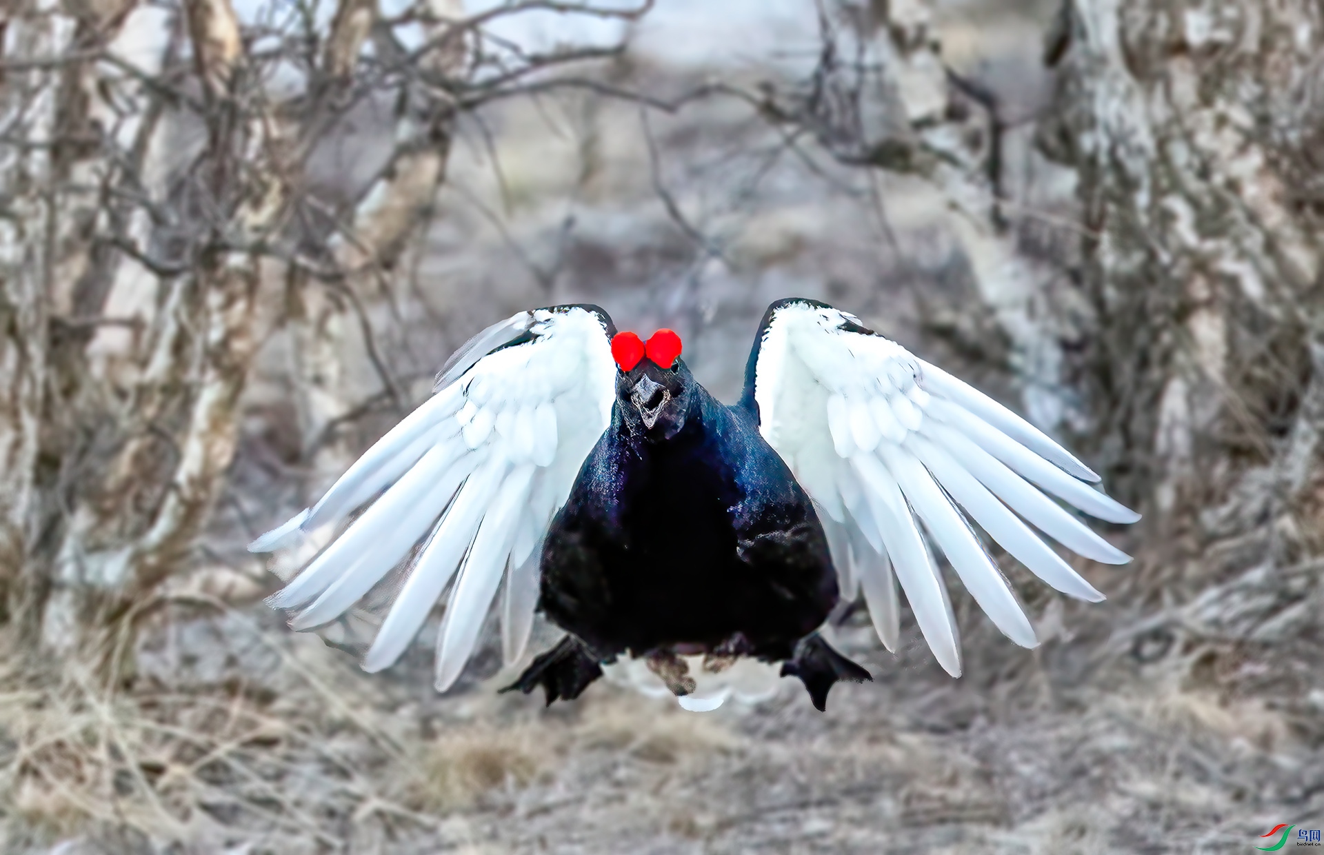 060A4899 ����-Sh---1 .jpg