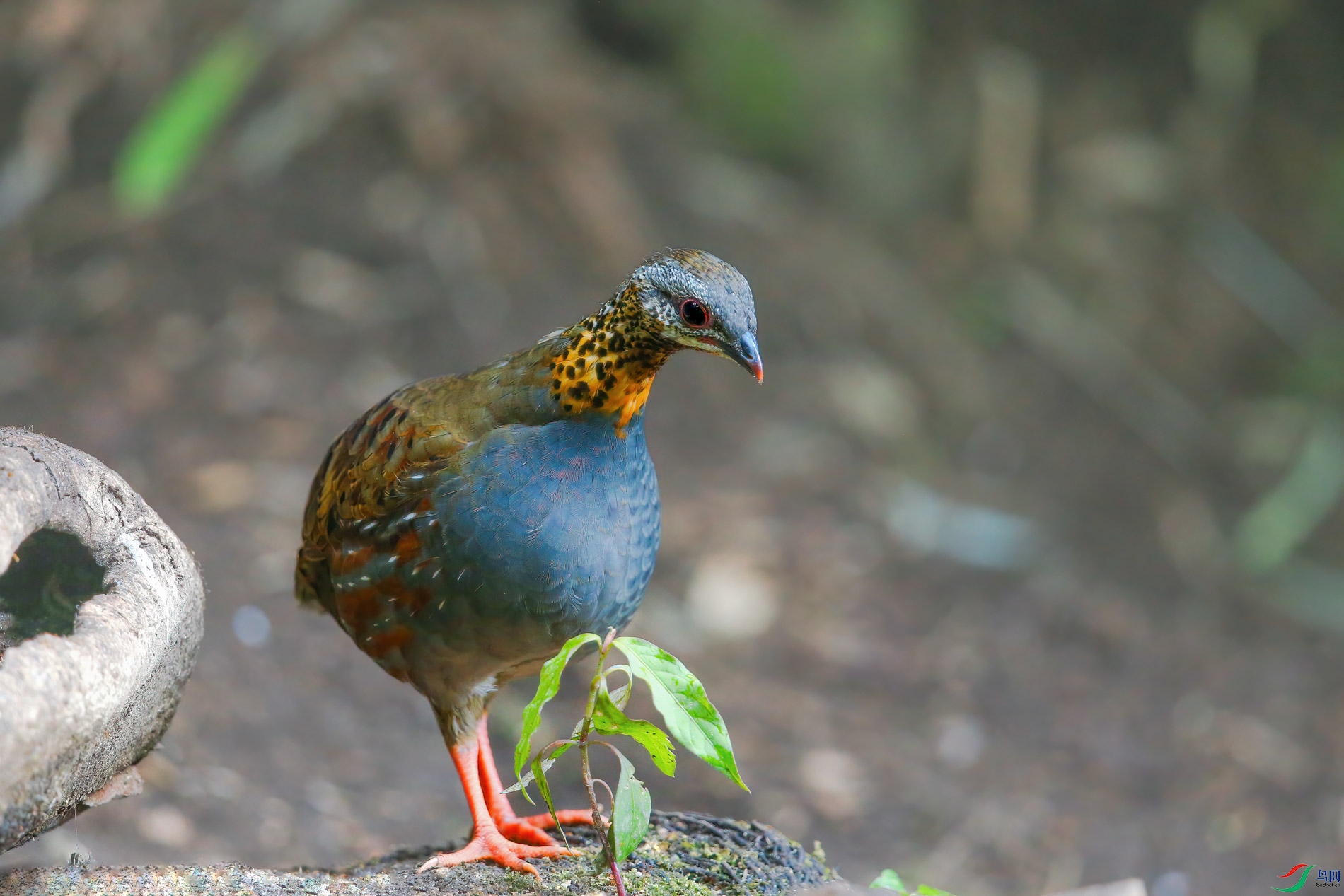 a_3712-1.jpg