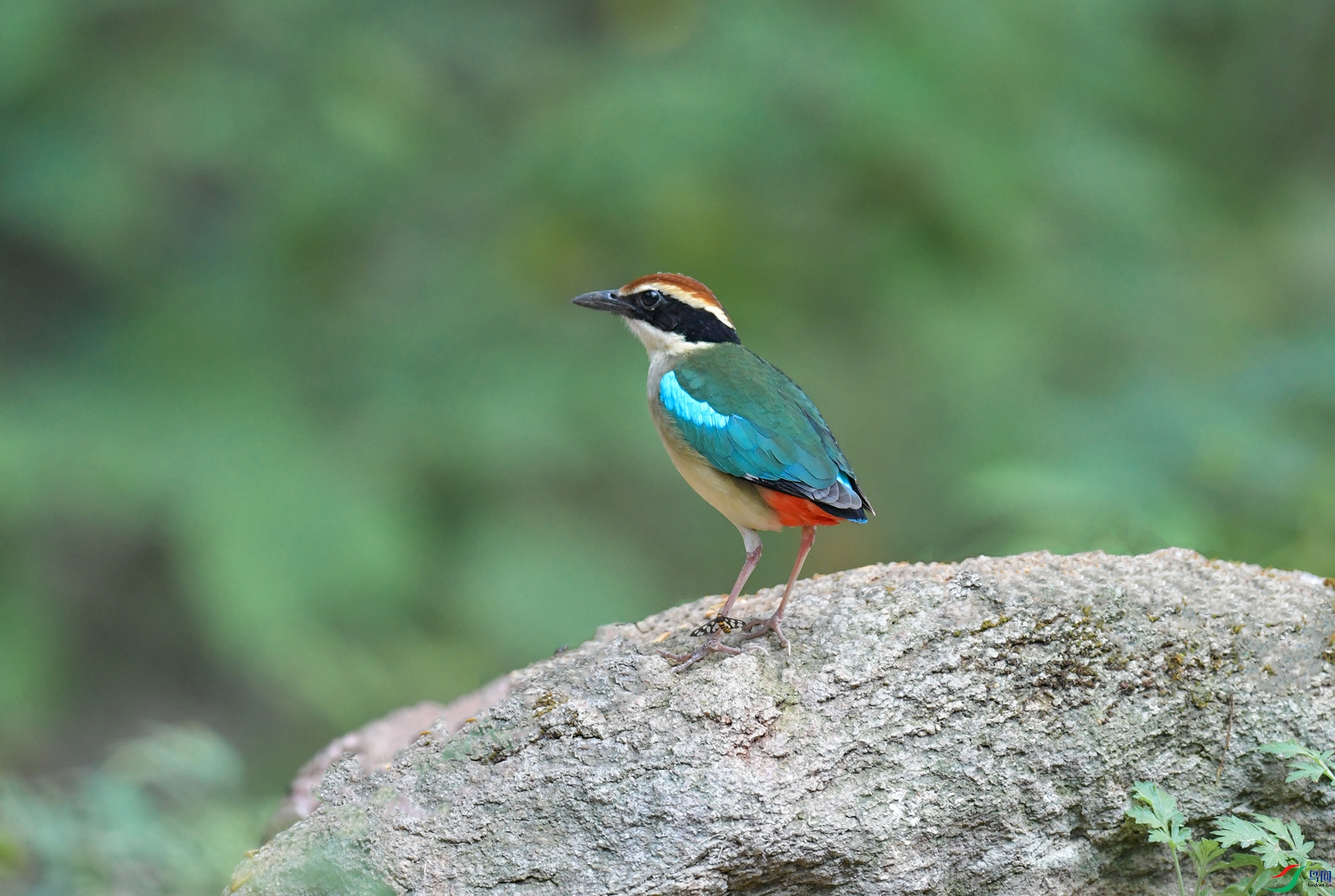 XQD_0495 ��ɫ�.jpg