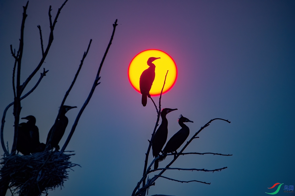 DSC_2901 ����_����.jpg