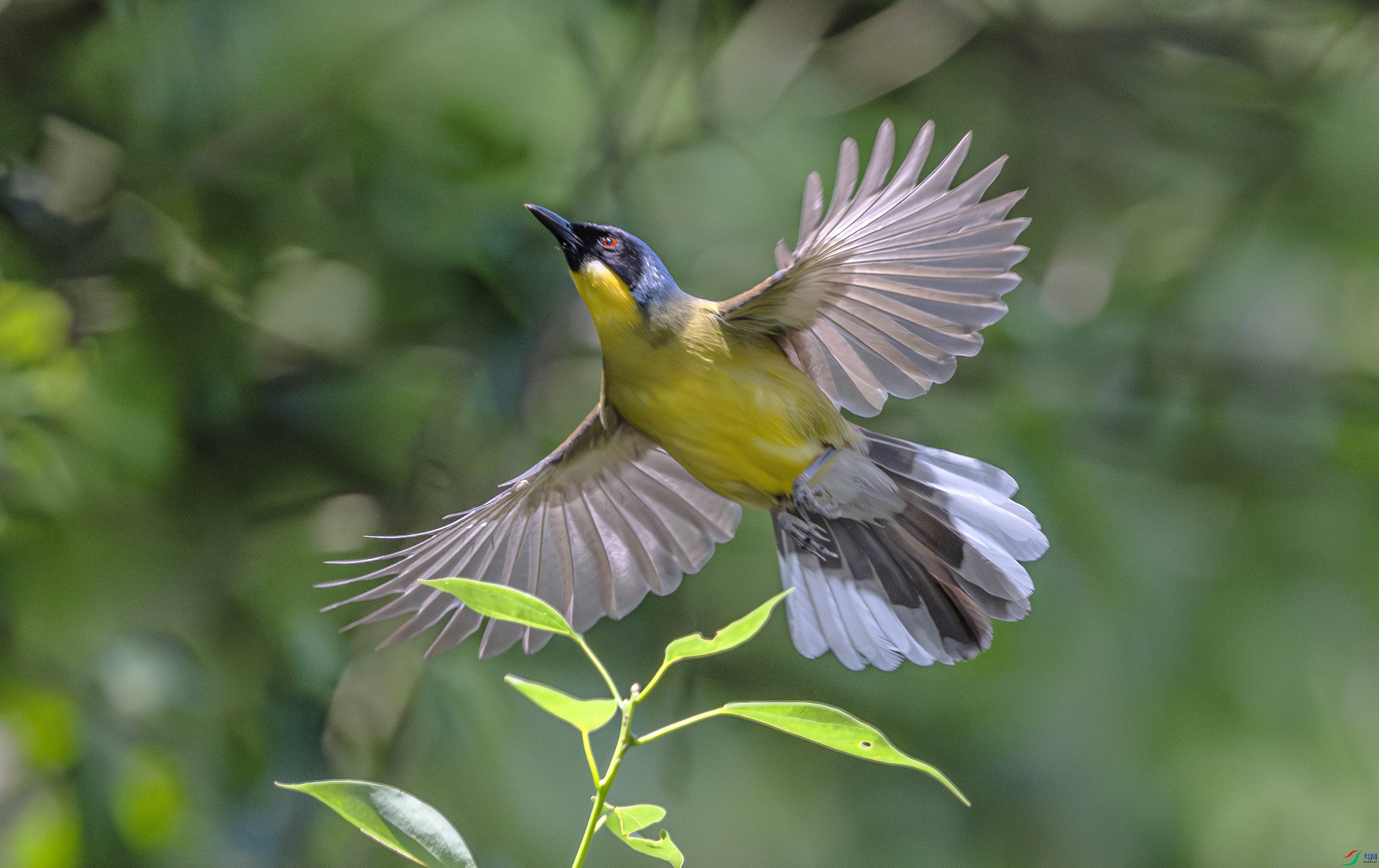 DSC_4461-����ǿ-NR ����.jpg