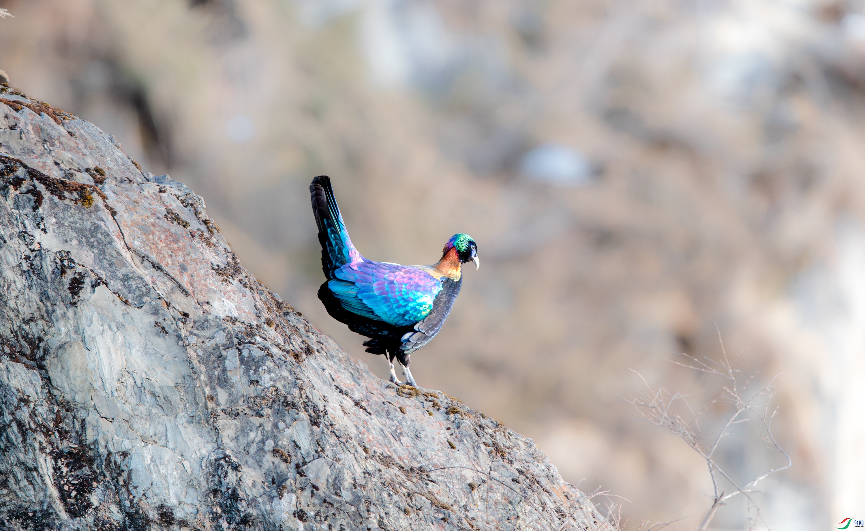 AY8I2538-����ǿ-NR ����.jpg