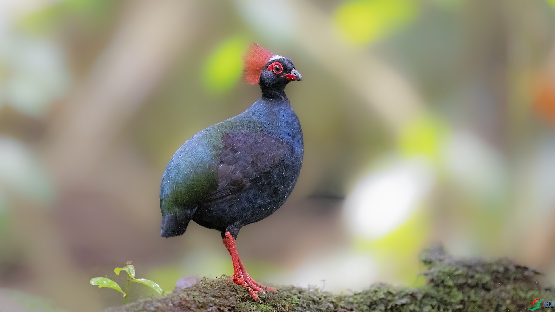 DSC_0361 ����.jpg