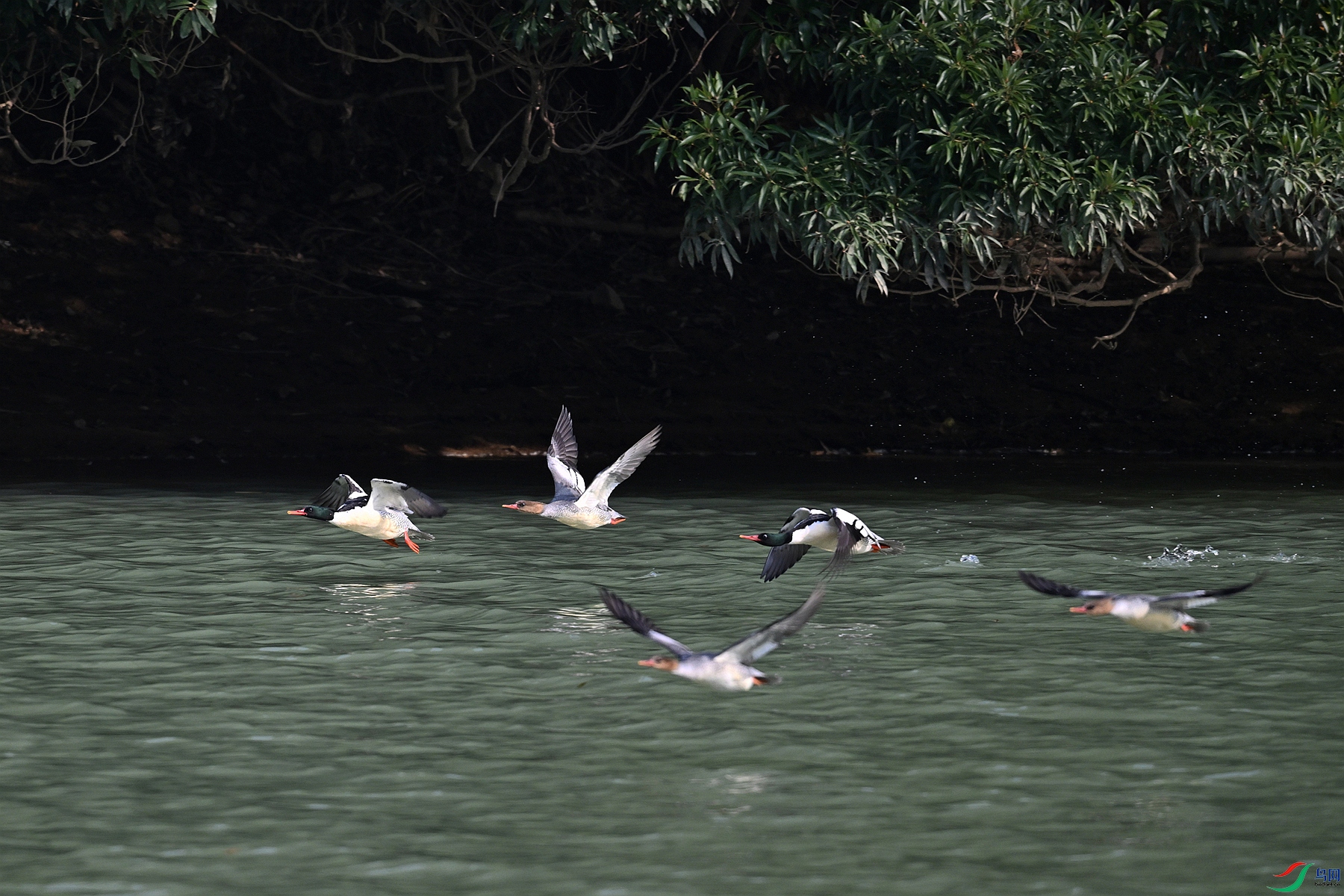 DSC_7774.JPG