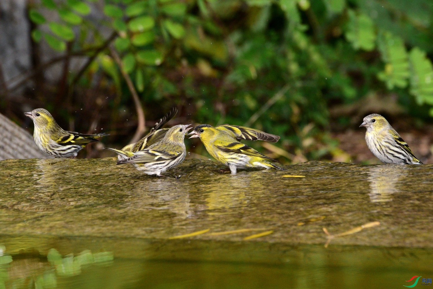 DSC_6231.JPG