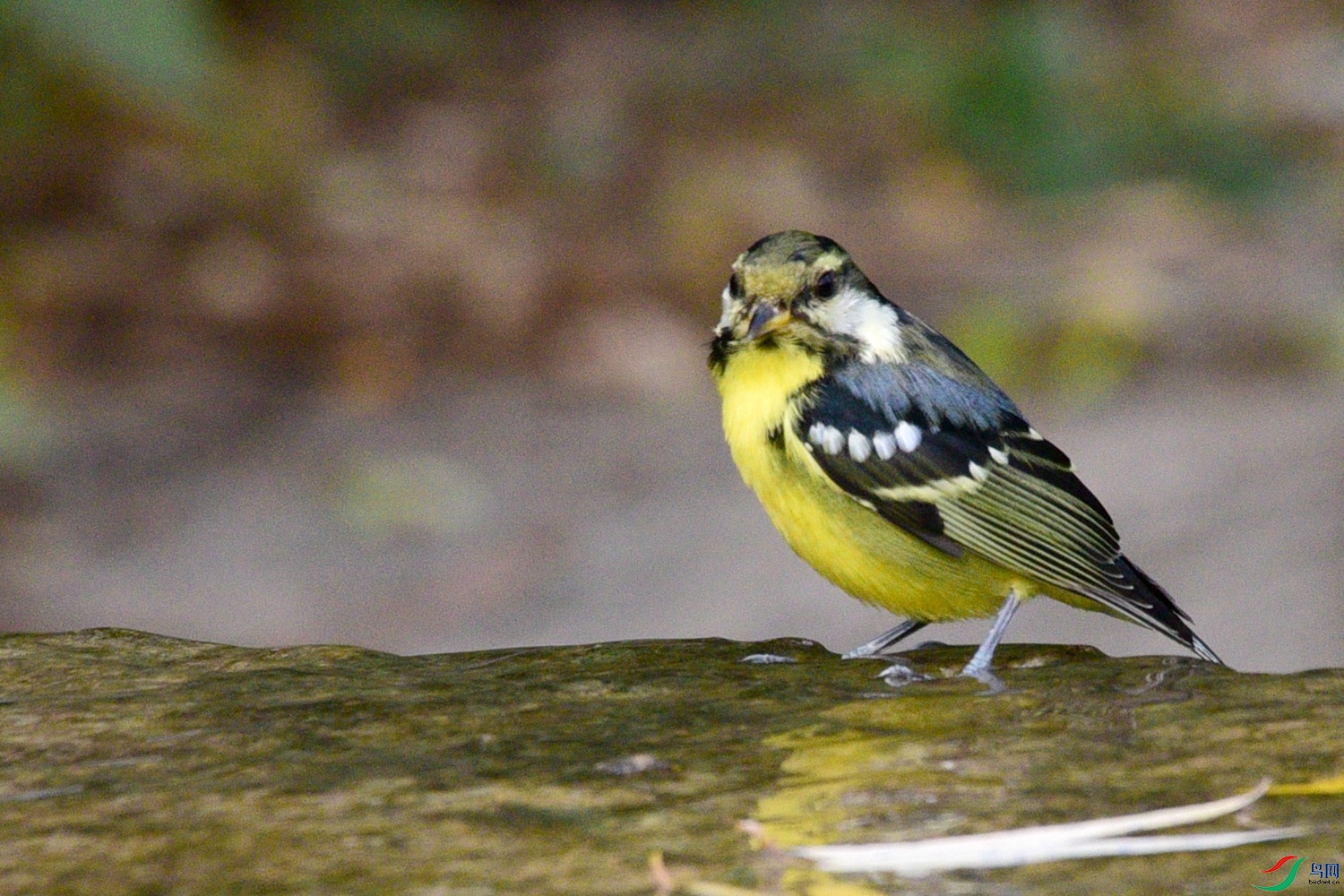 DSC_6521.JPG