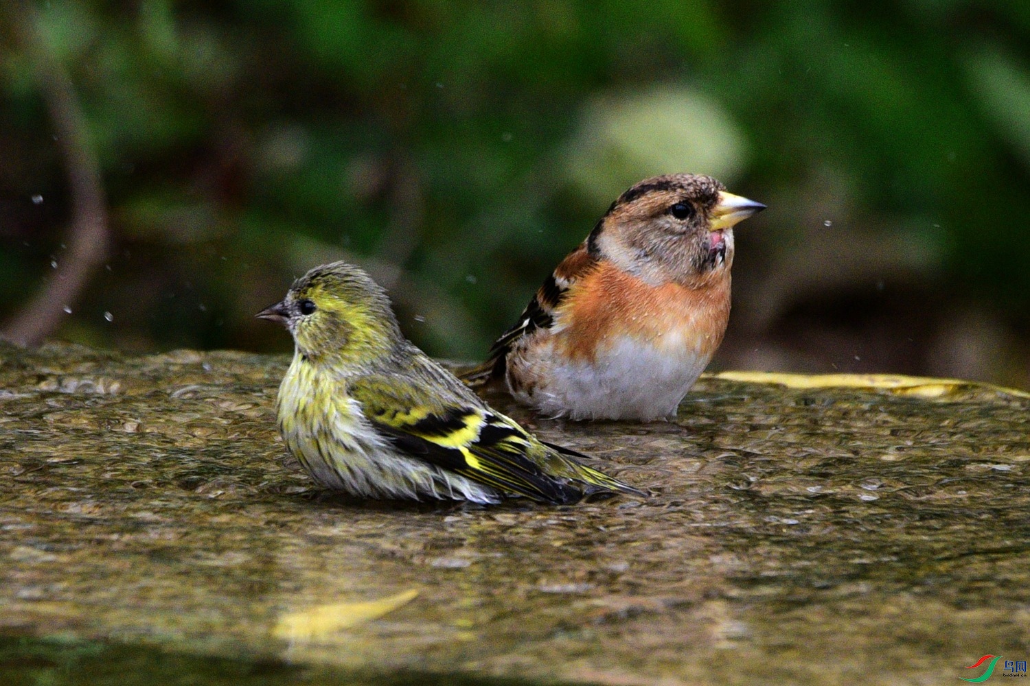 DSC_7154.JPG