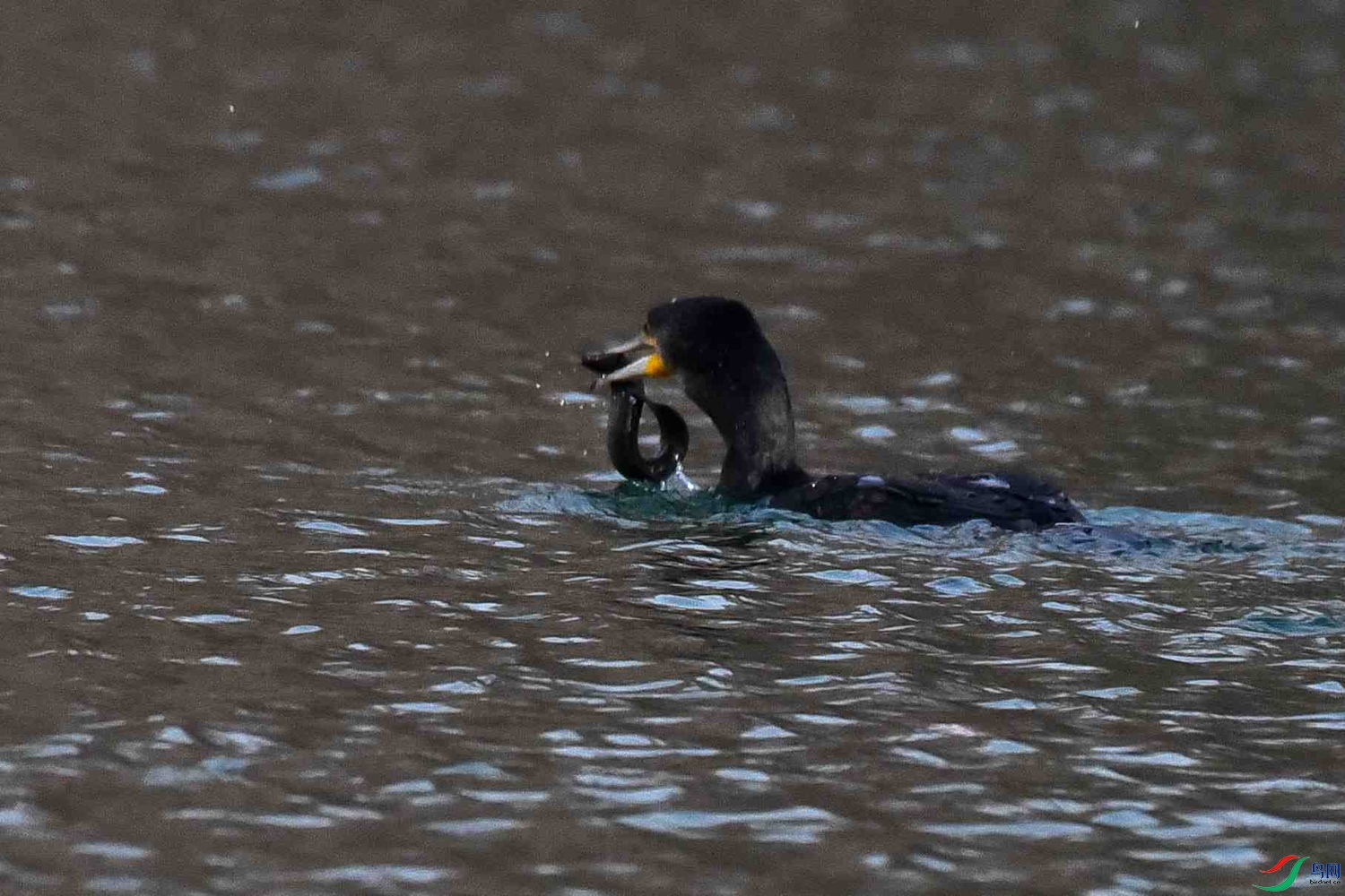 DSC_4792.JPG