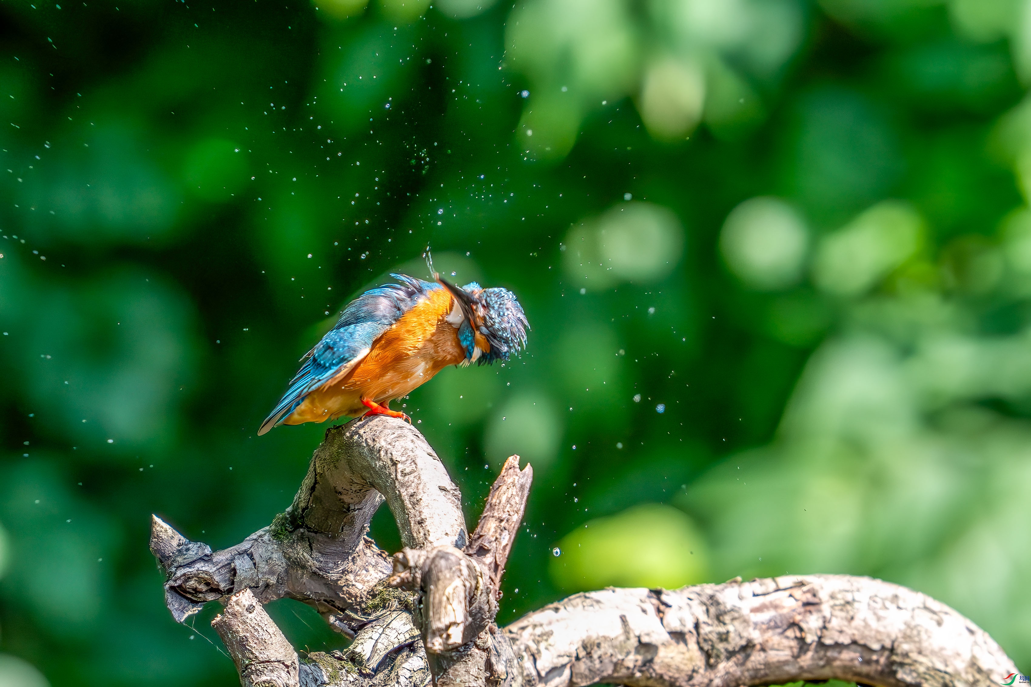 _DSC8103R.jpg