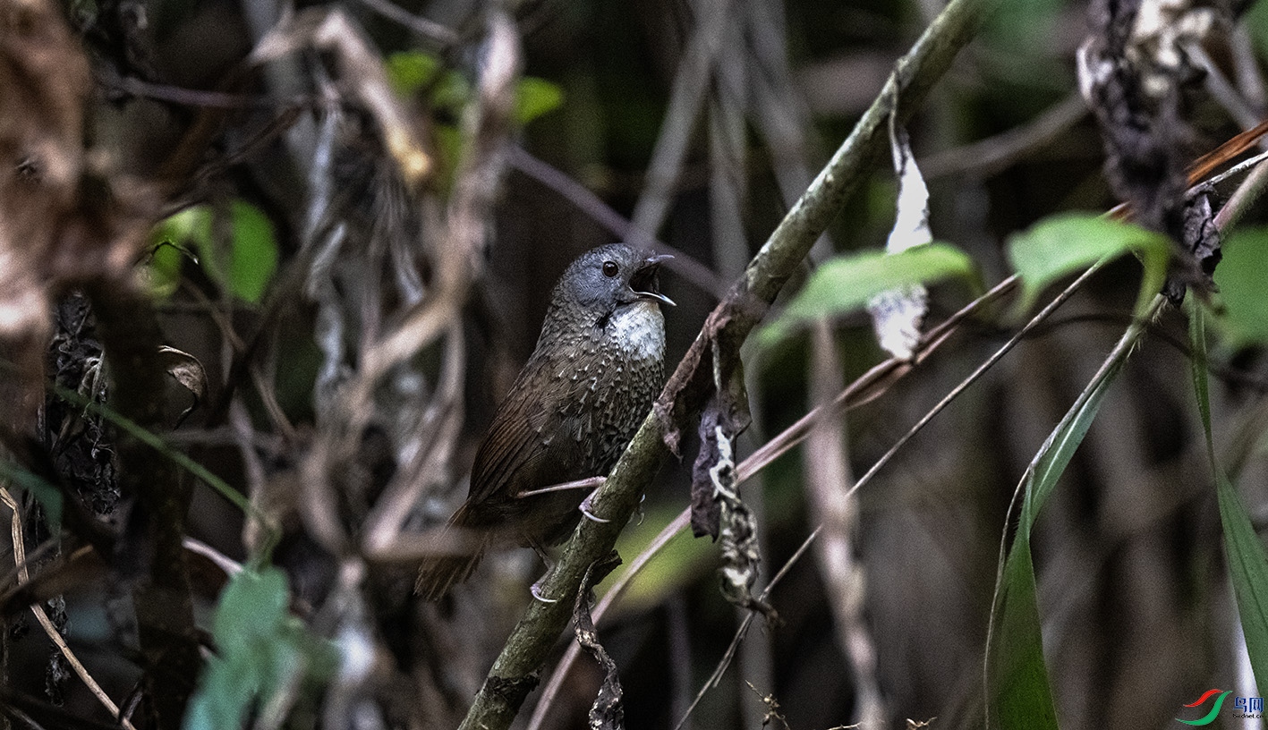 DSC_6579 ����.jpg