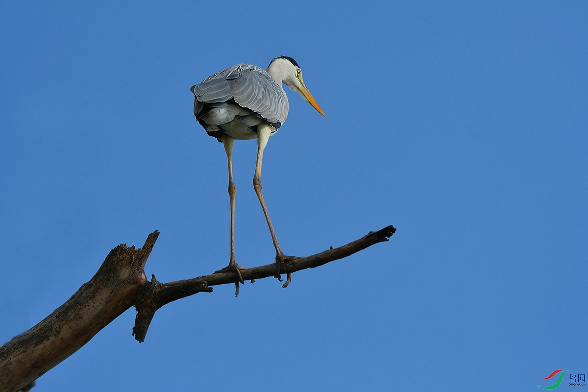 DSC_8239.JPG