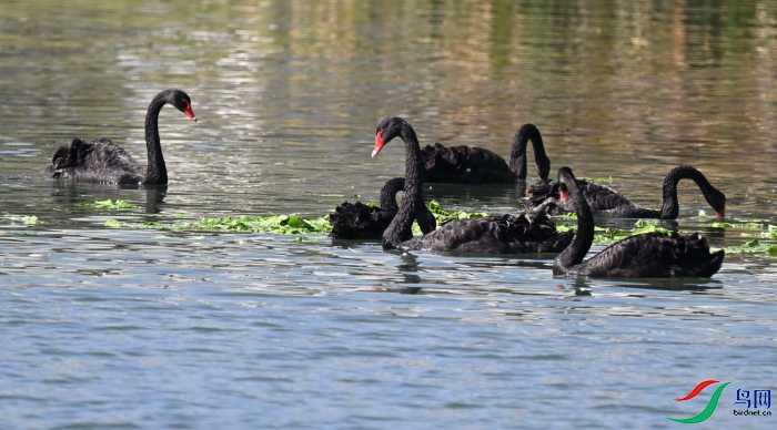 DSC_1083.JPG
