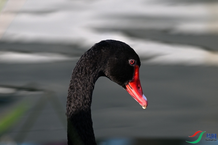 DSC_1825.JPG