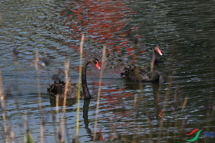 DSC_1711.JPG