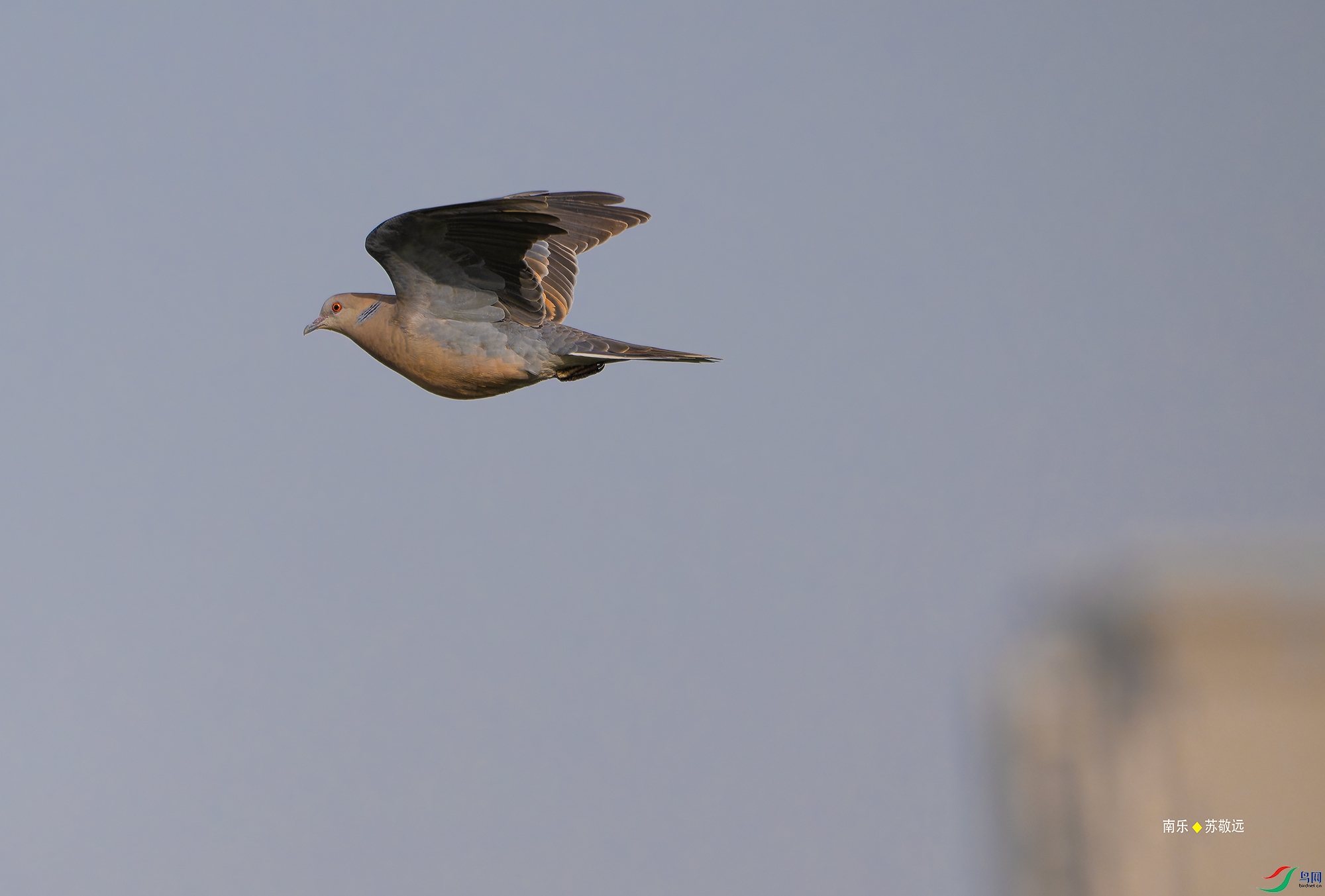 _DSC6083-NEF_DxO_С.jpg