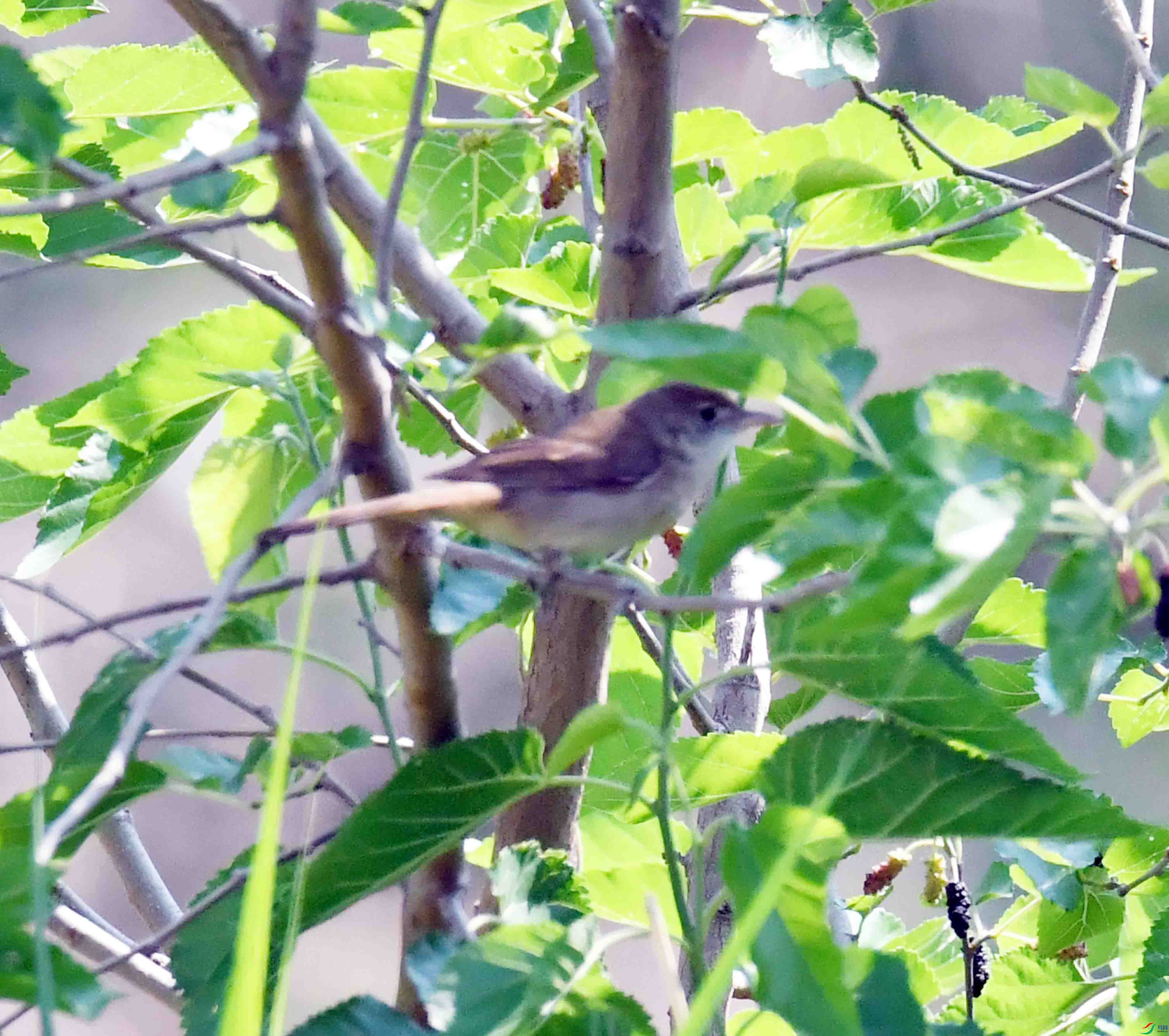 DSC_3339.JPG