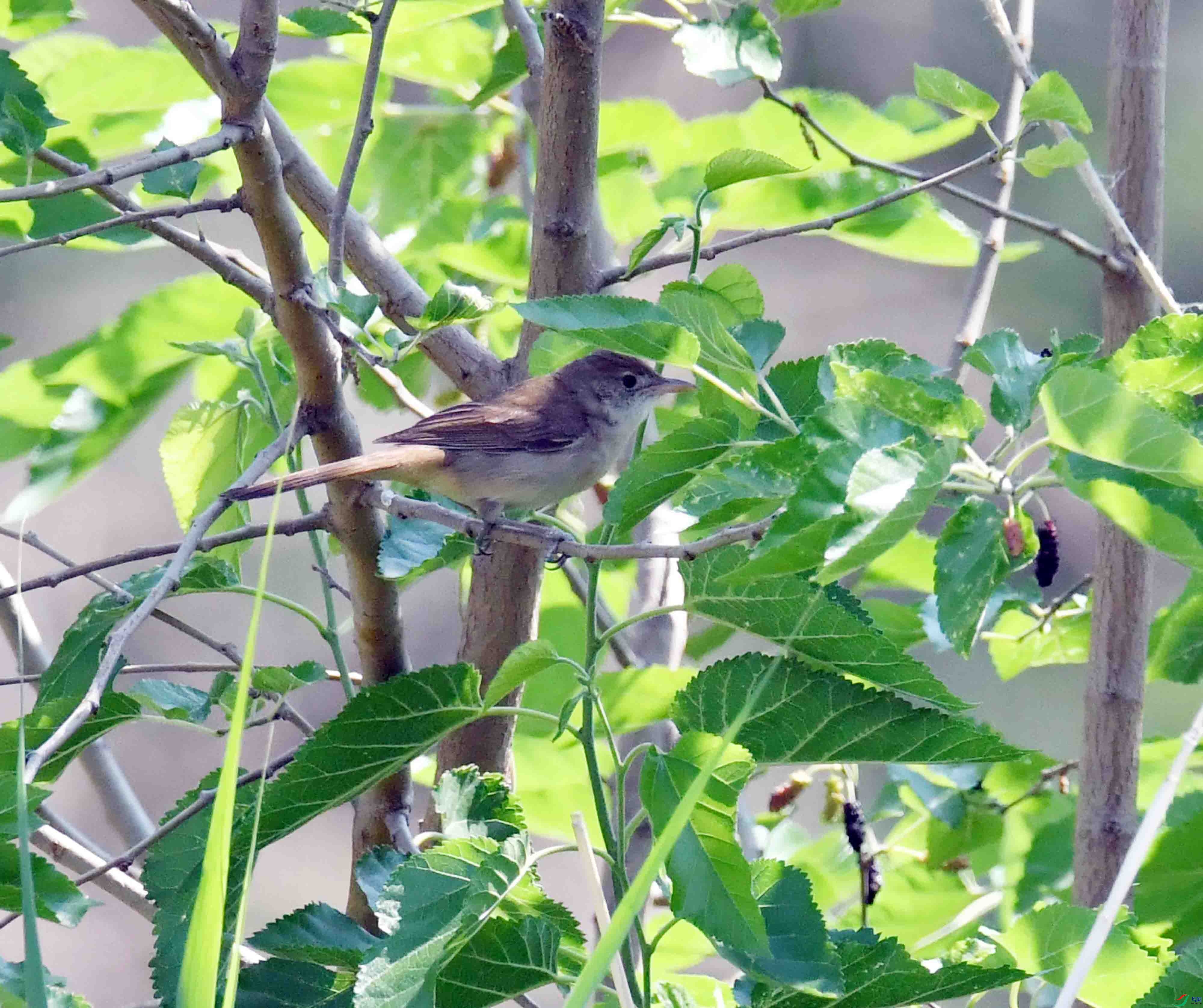 DSC_3341.JPG