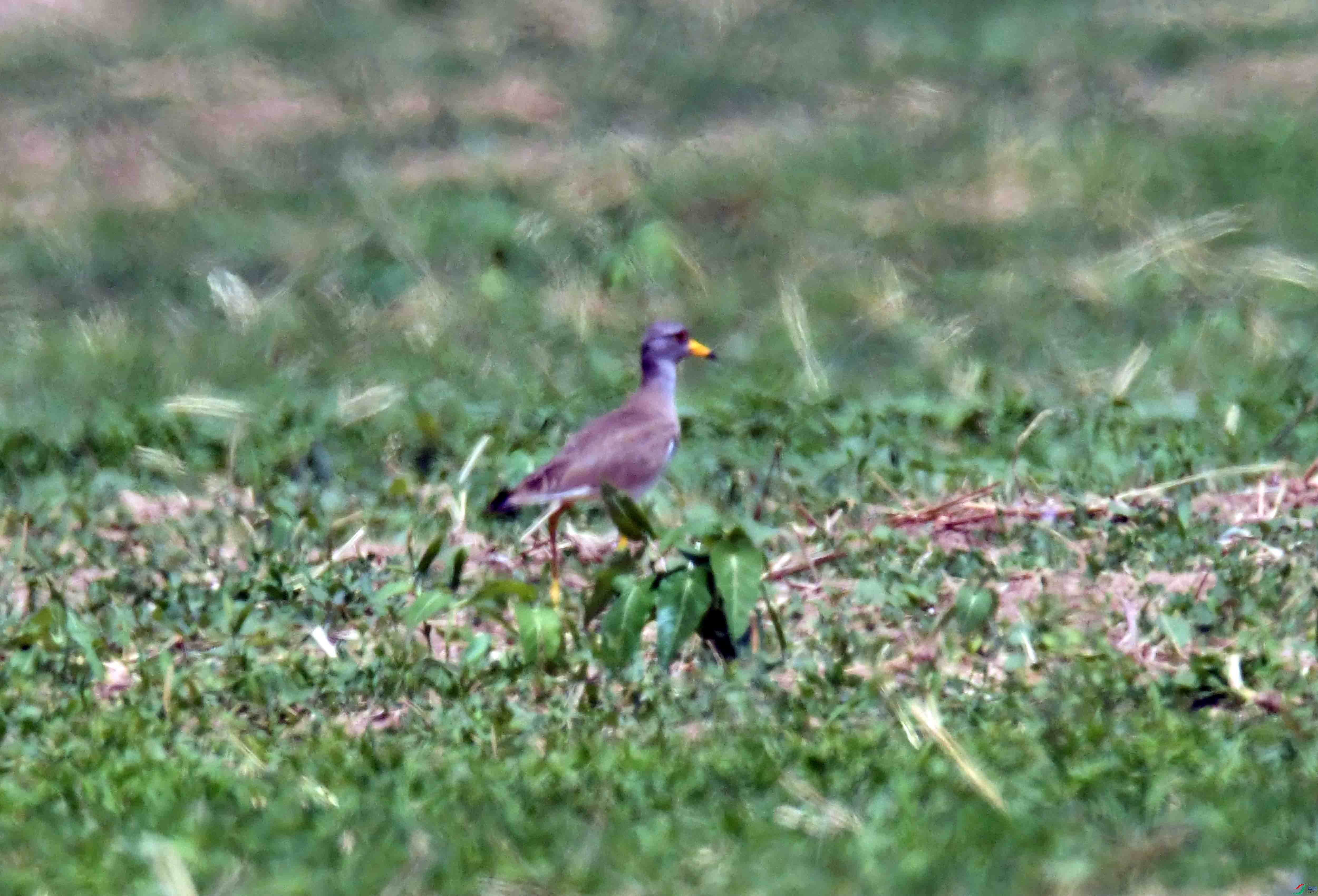 DSC_0287.JPG
