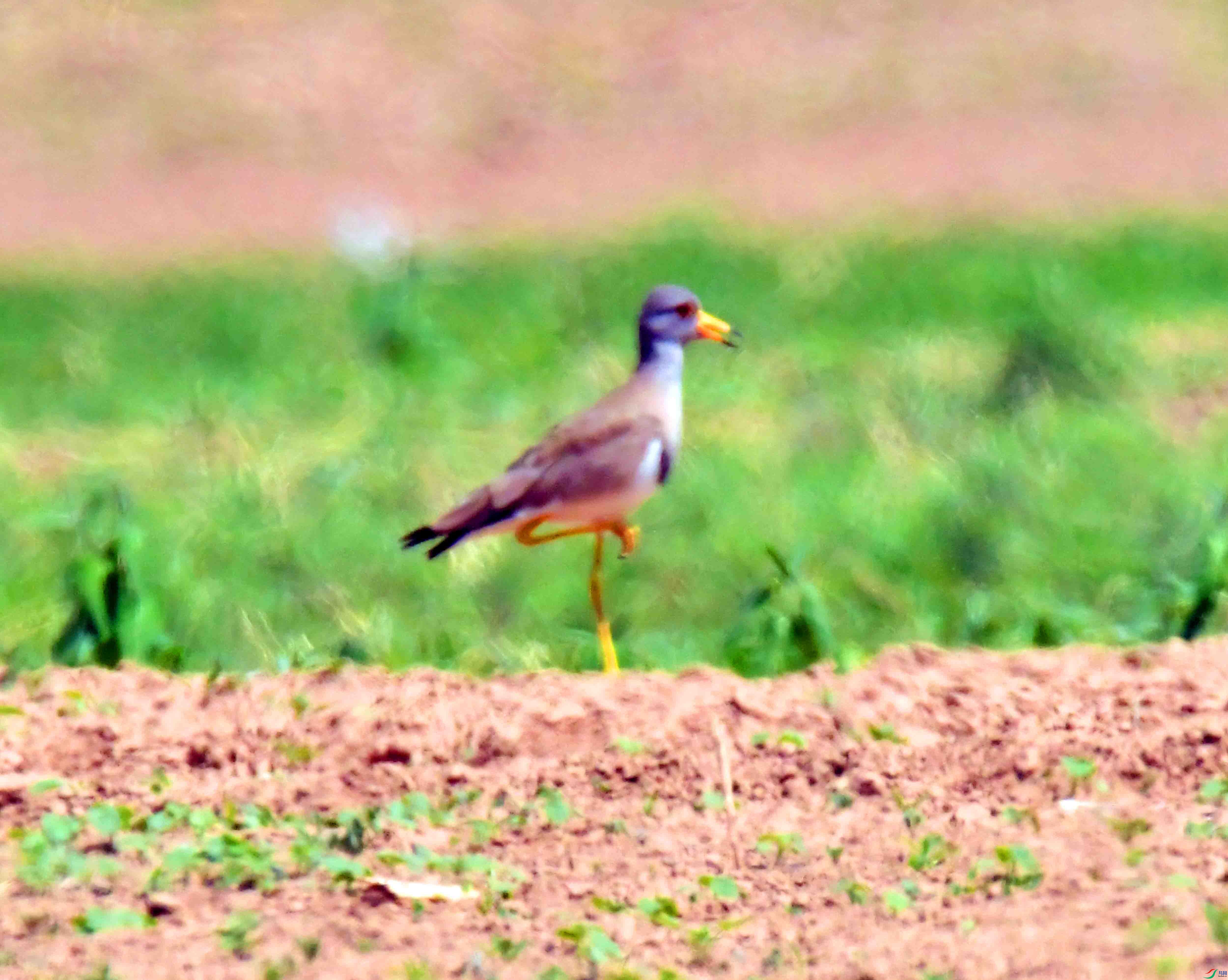 DSC_0354.JPG