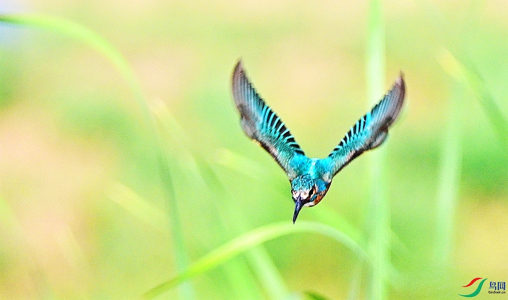 DSC_4319.JPG