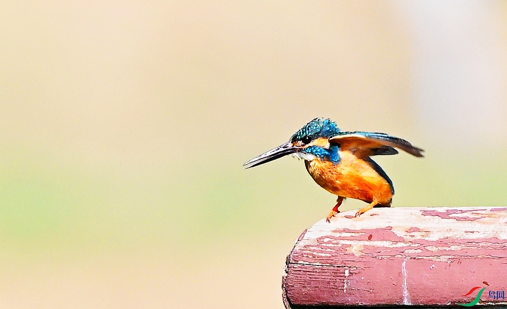 DSC_4036.JPG