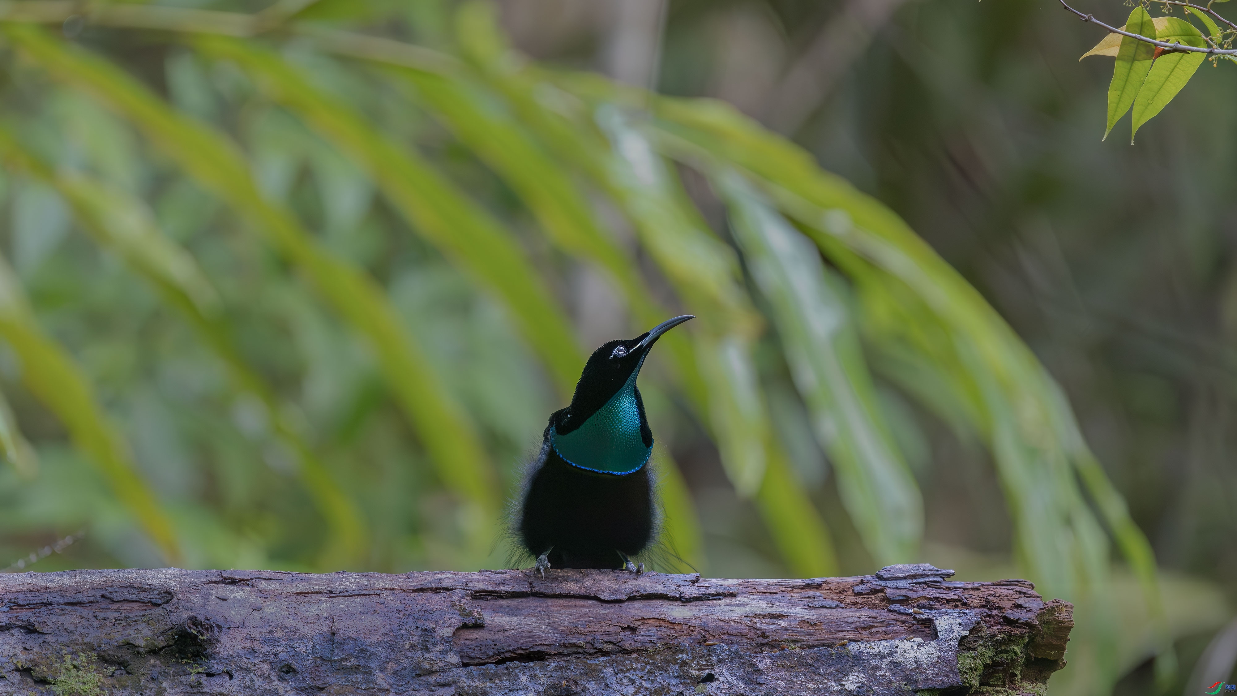 ��ɫ�ڱǷ��� (2).jpg