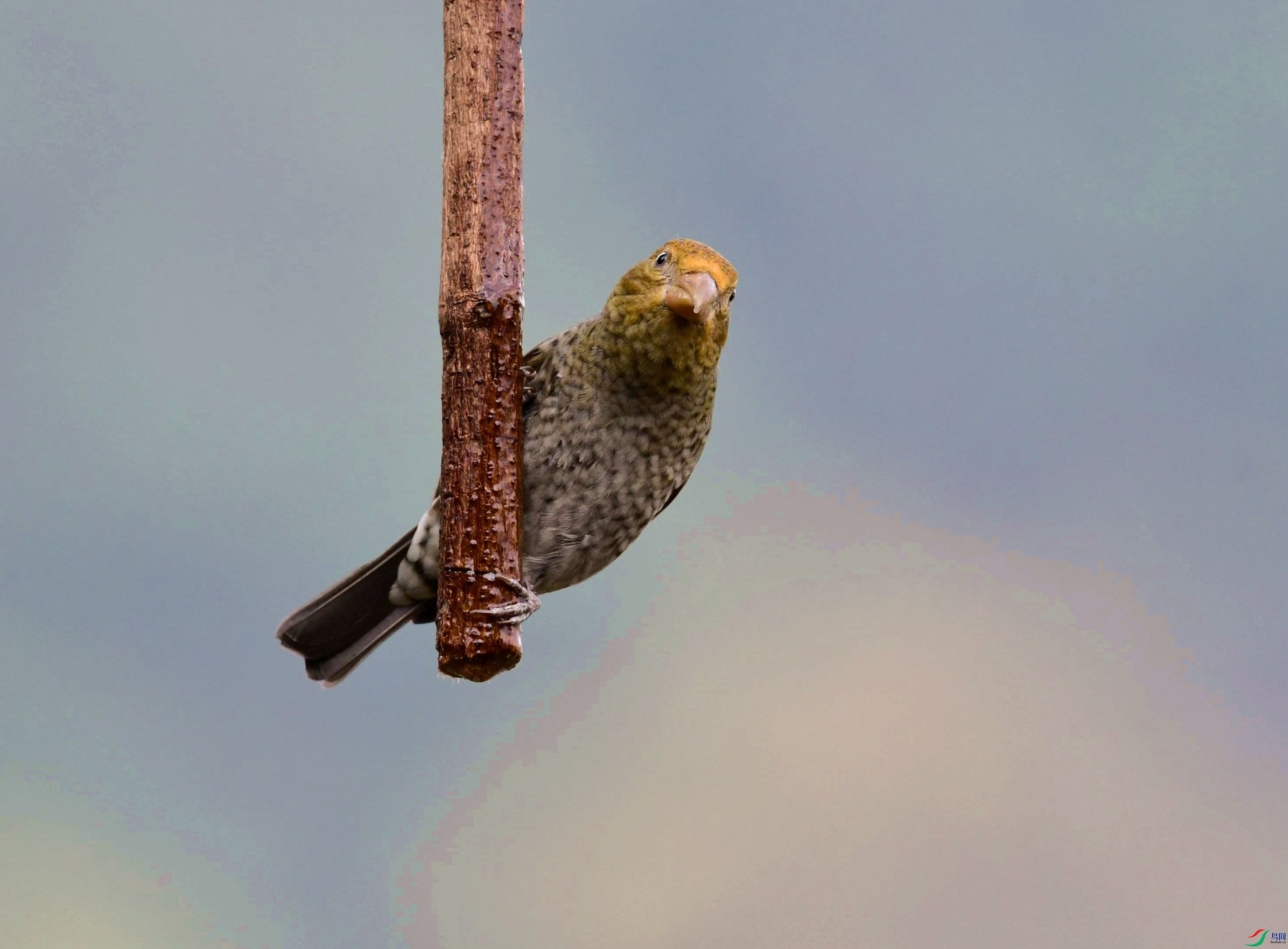DSC_9285_����.jpg