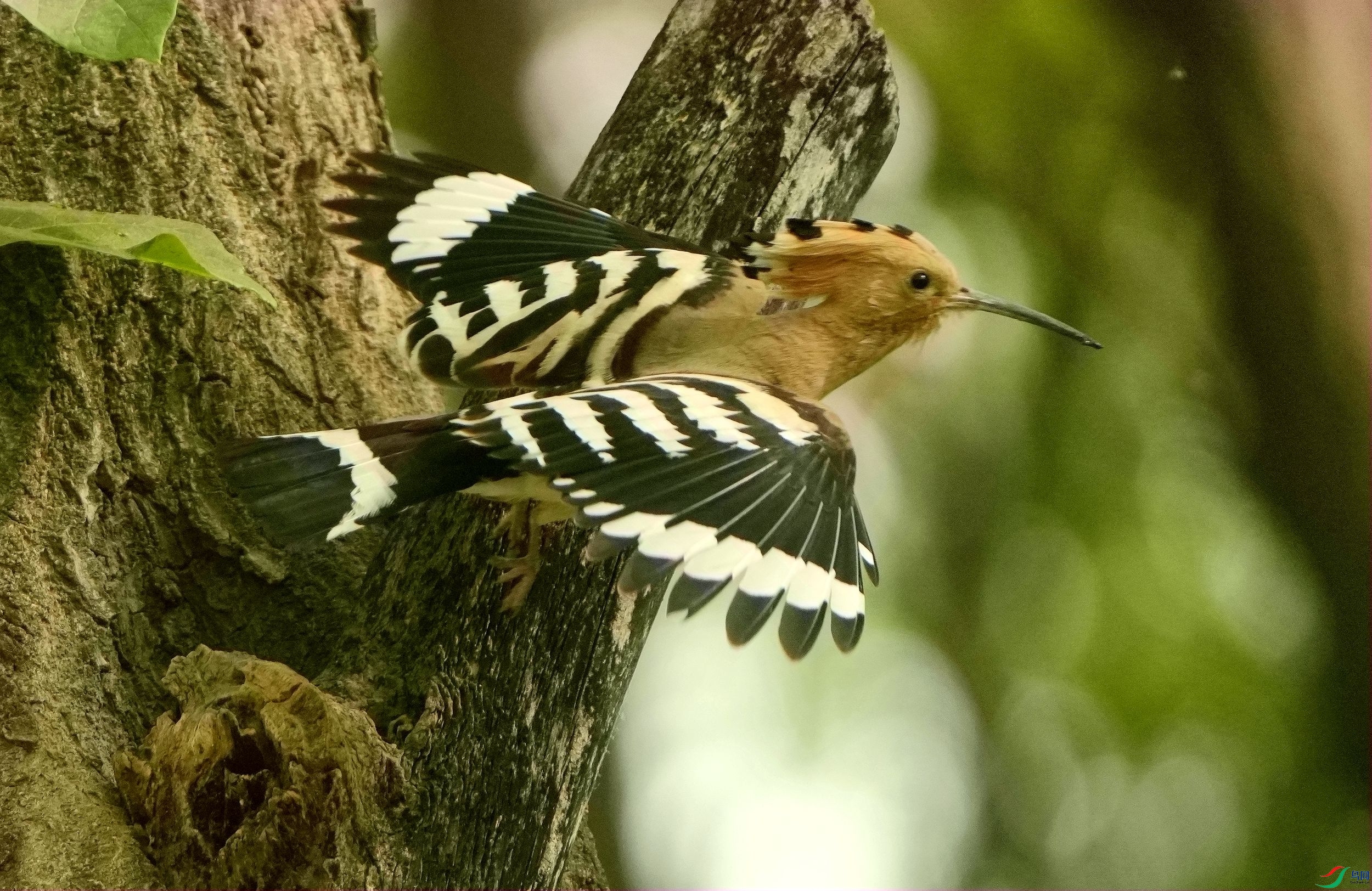 ���볲Ѩ��ʳ��DSC04165_����.jpg