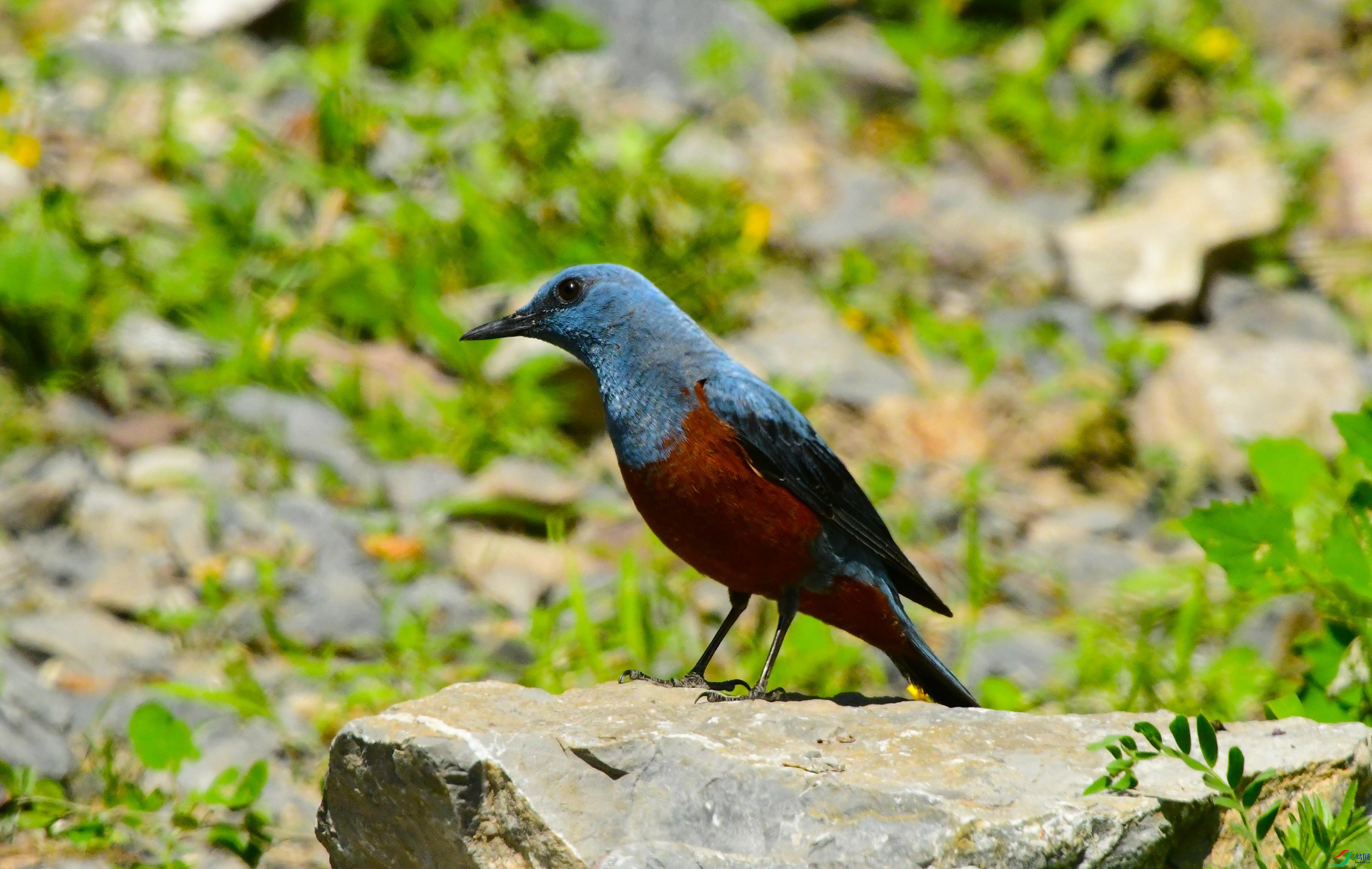 DSC_2675.JPG