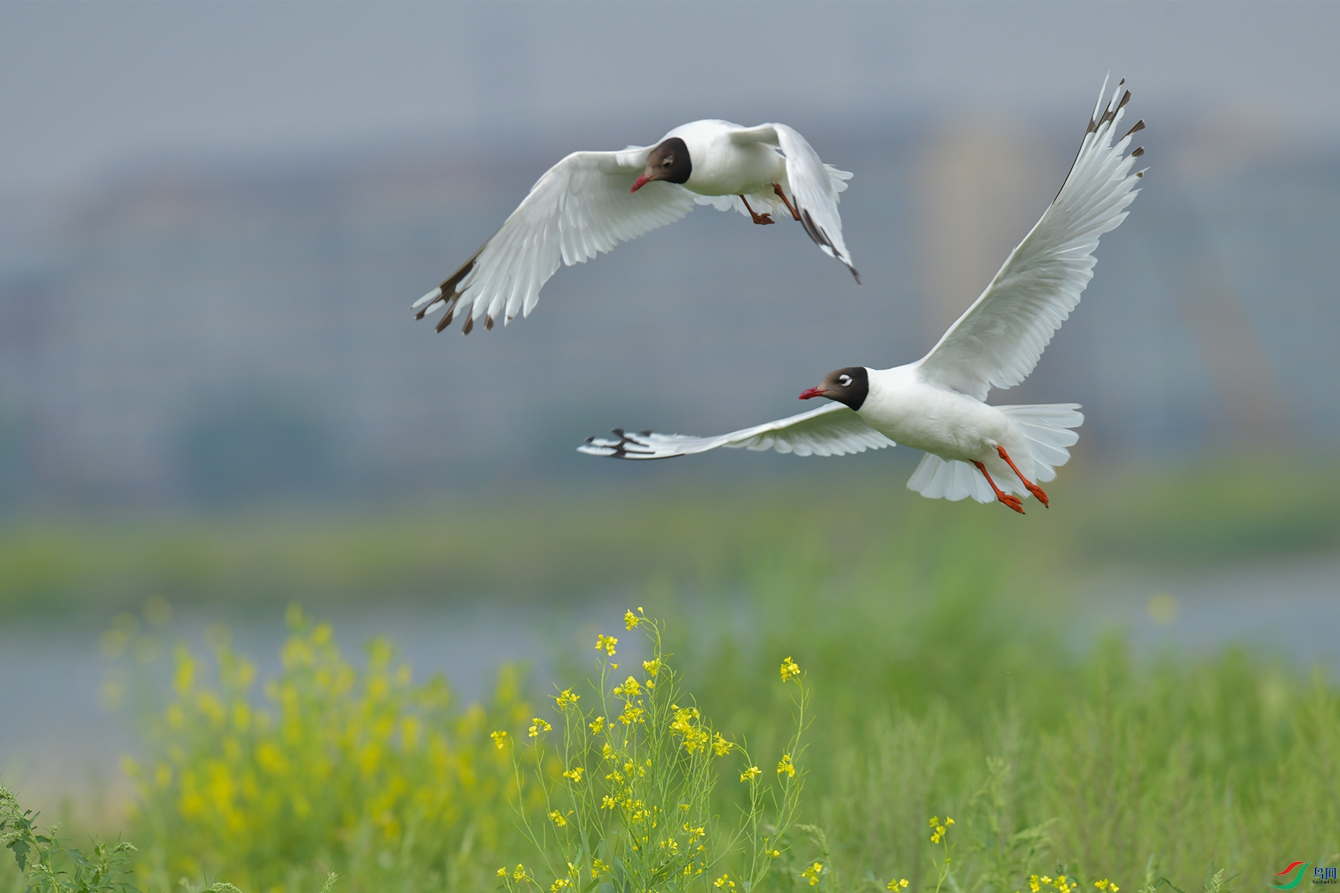 XQD_4298 ��Ÿ.jpg