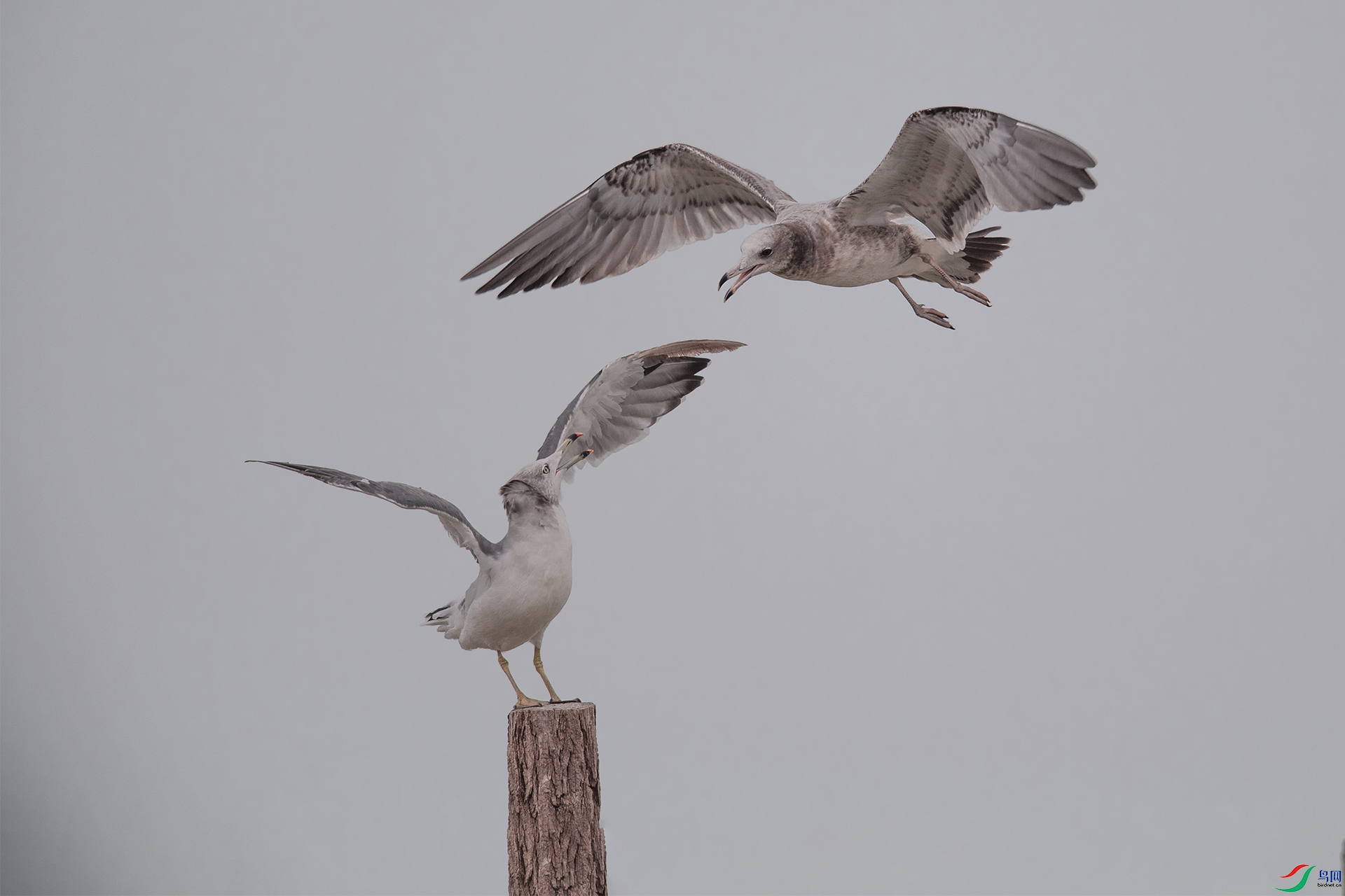 WLZ_2426 ��βŸ.jpg