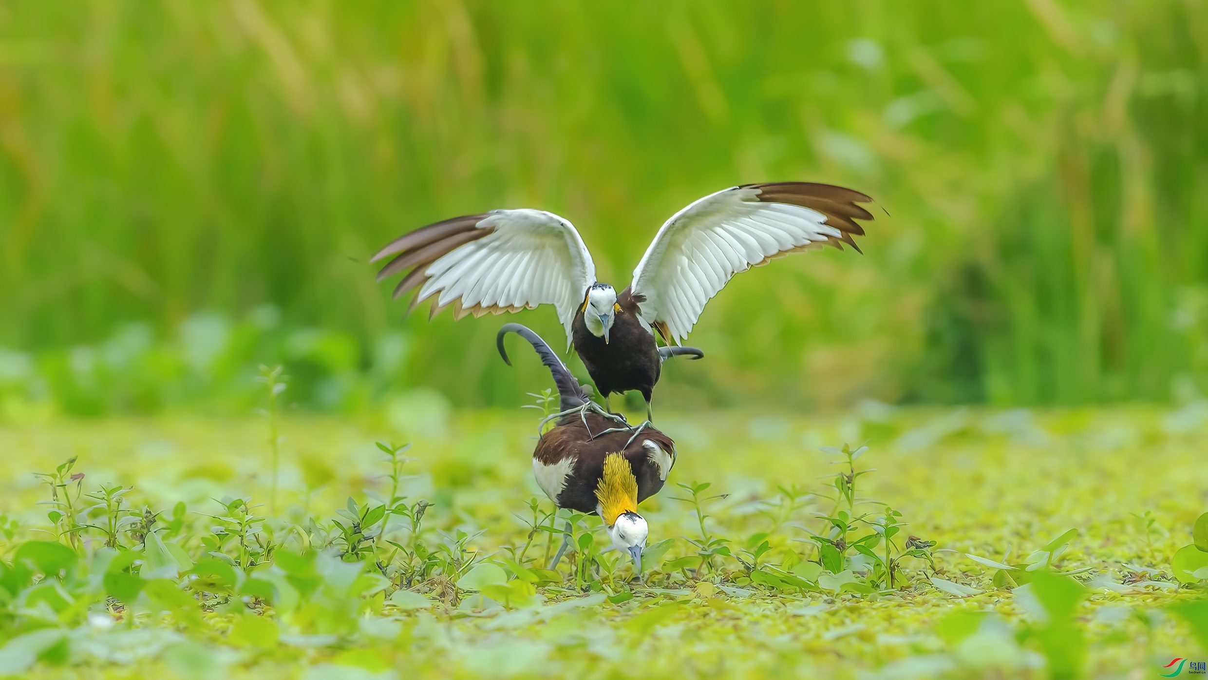 C09R4281 ����.jpg