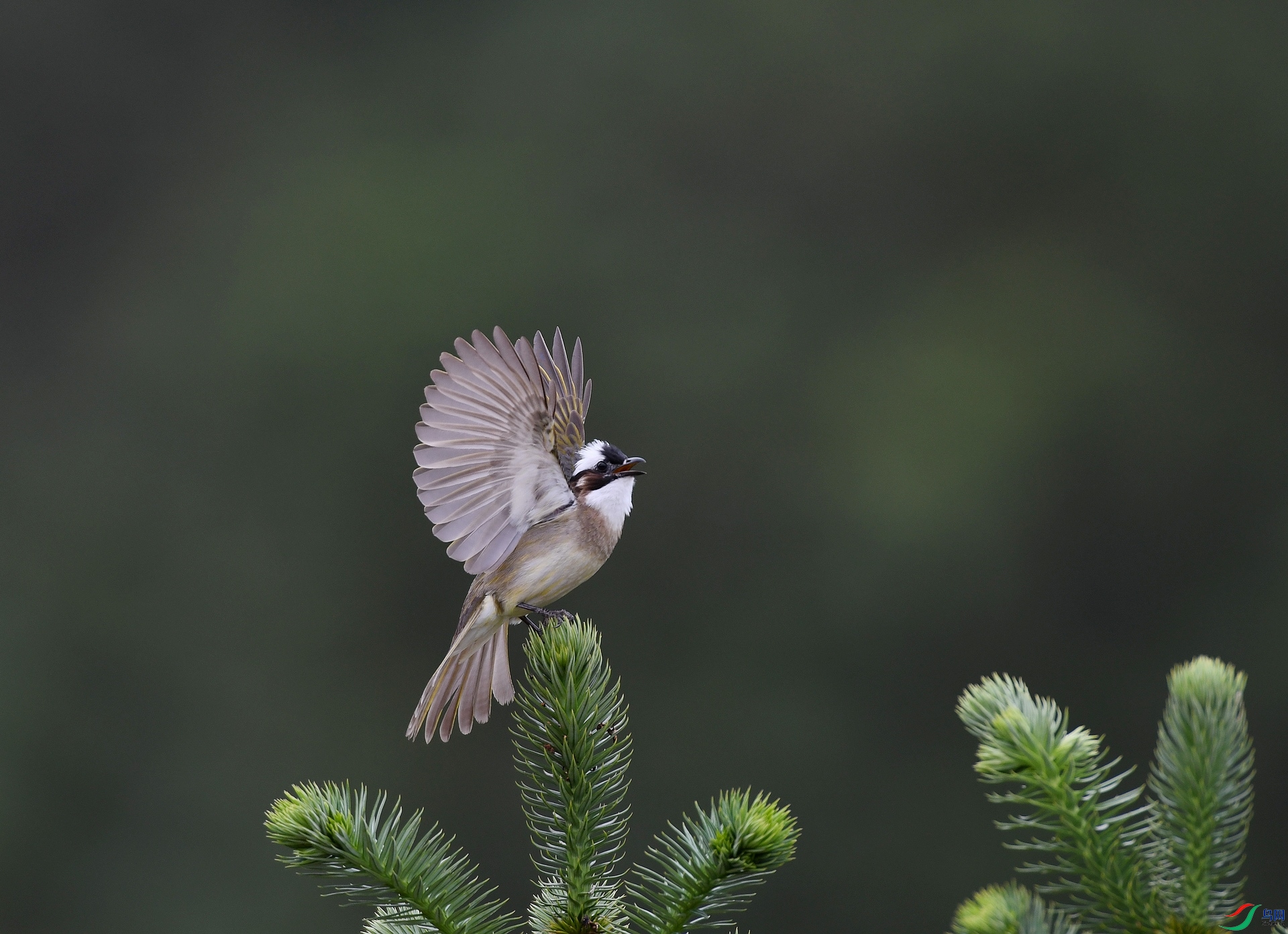 DSC_3436.jpg