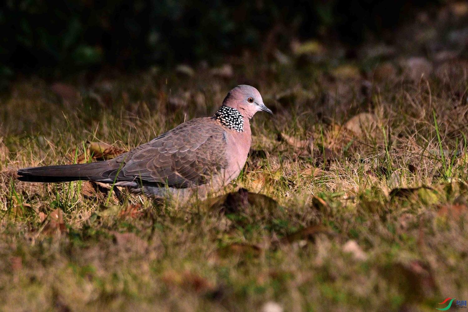 DSC_7650.JPG
