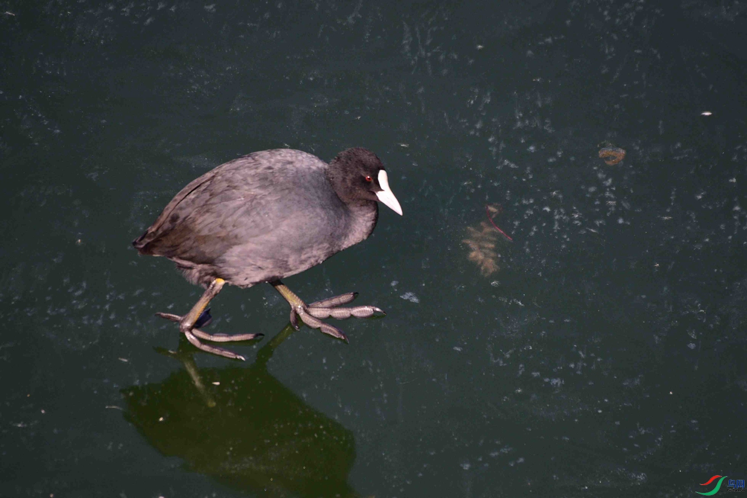 DSC_9593.JPG